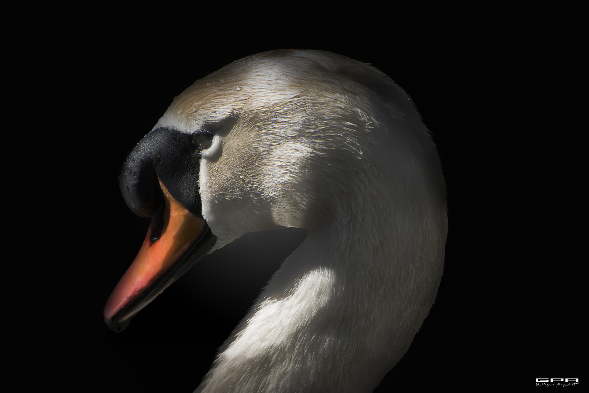 Swan