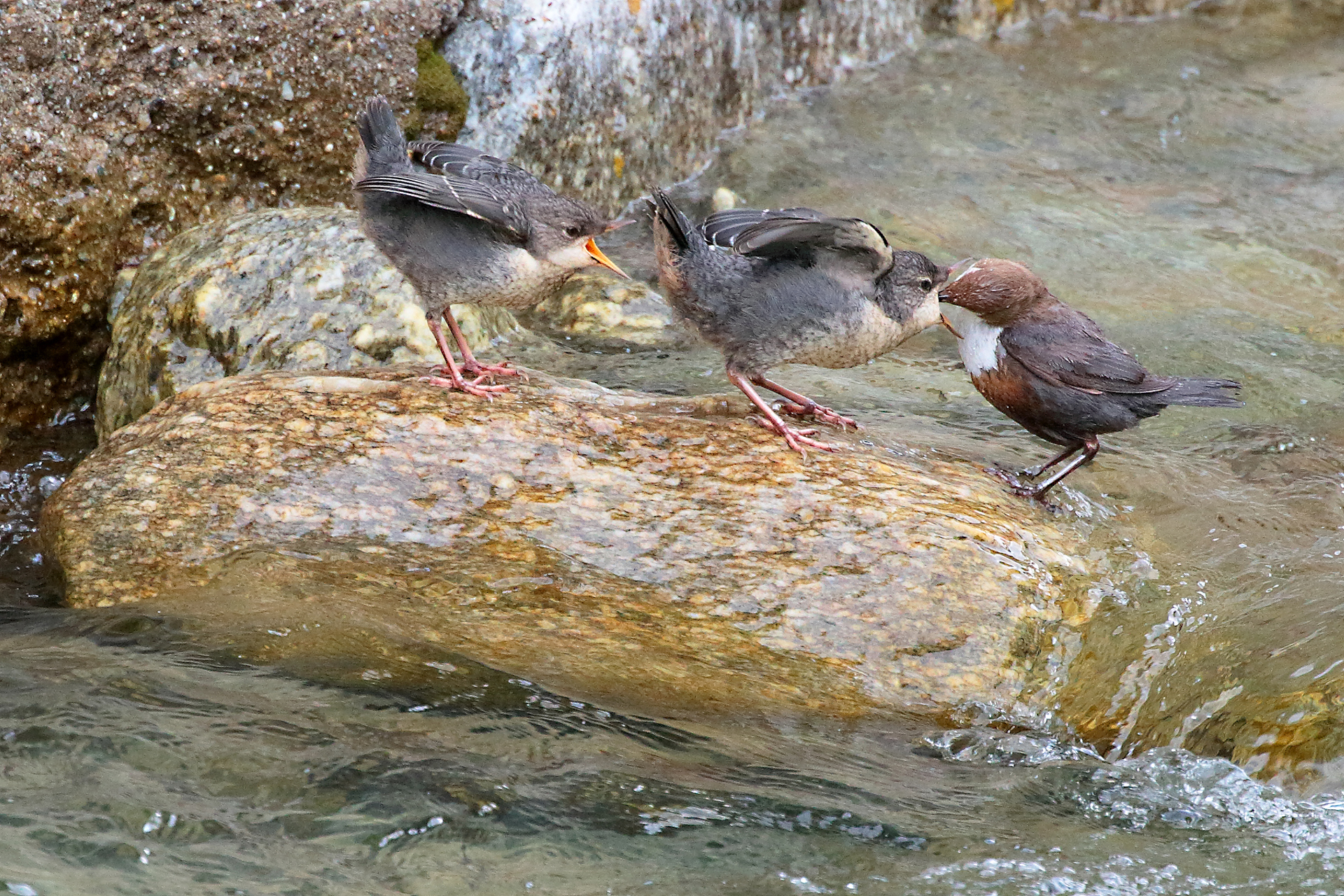 The Merlo family Aquaiolo