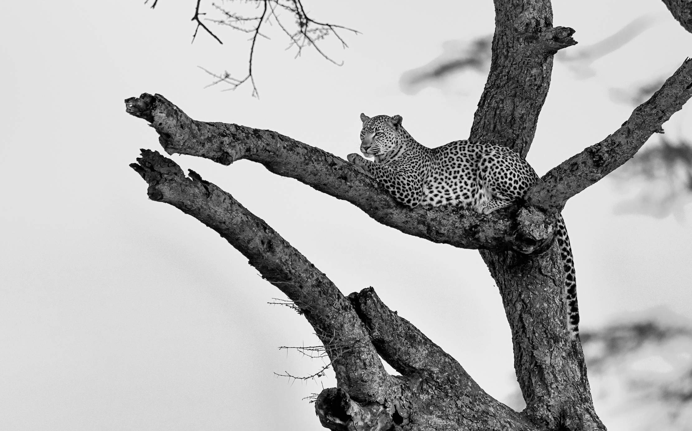 Tanzania 2016 - Serengeti