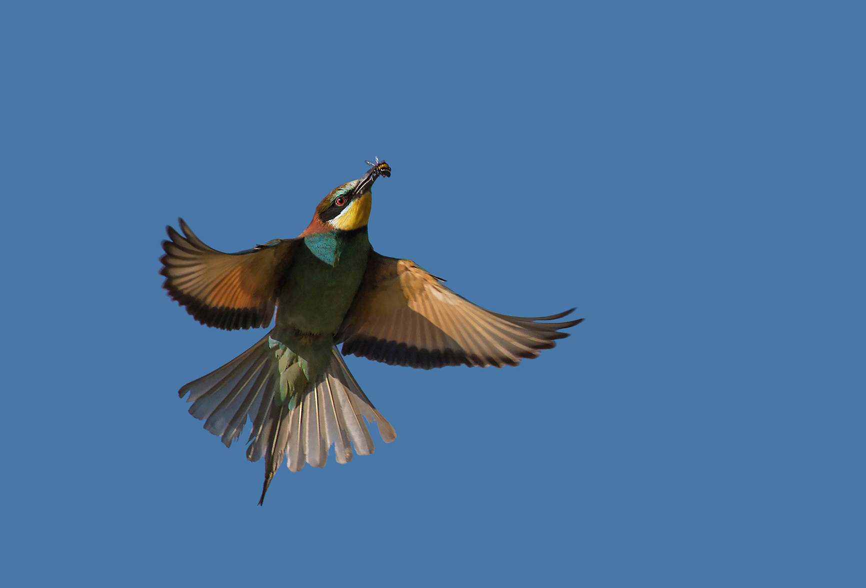 gruccione.... presa al volo!