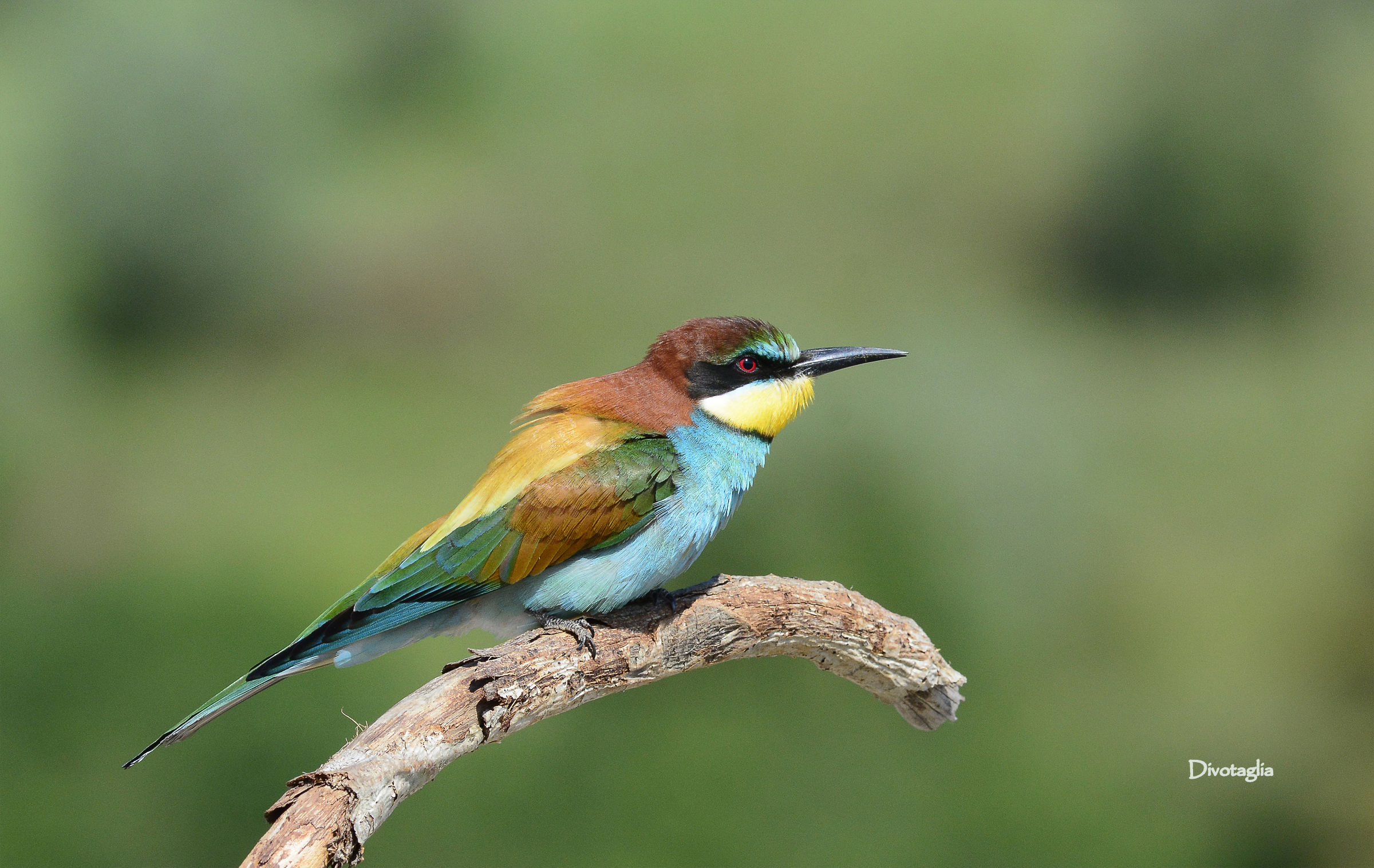 Bee Eater