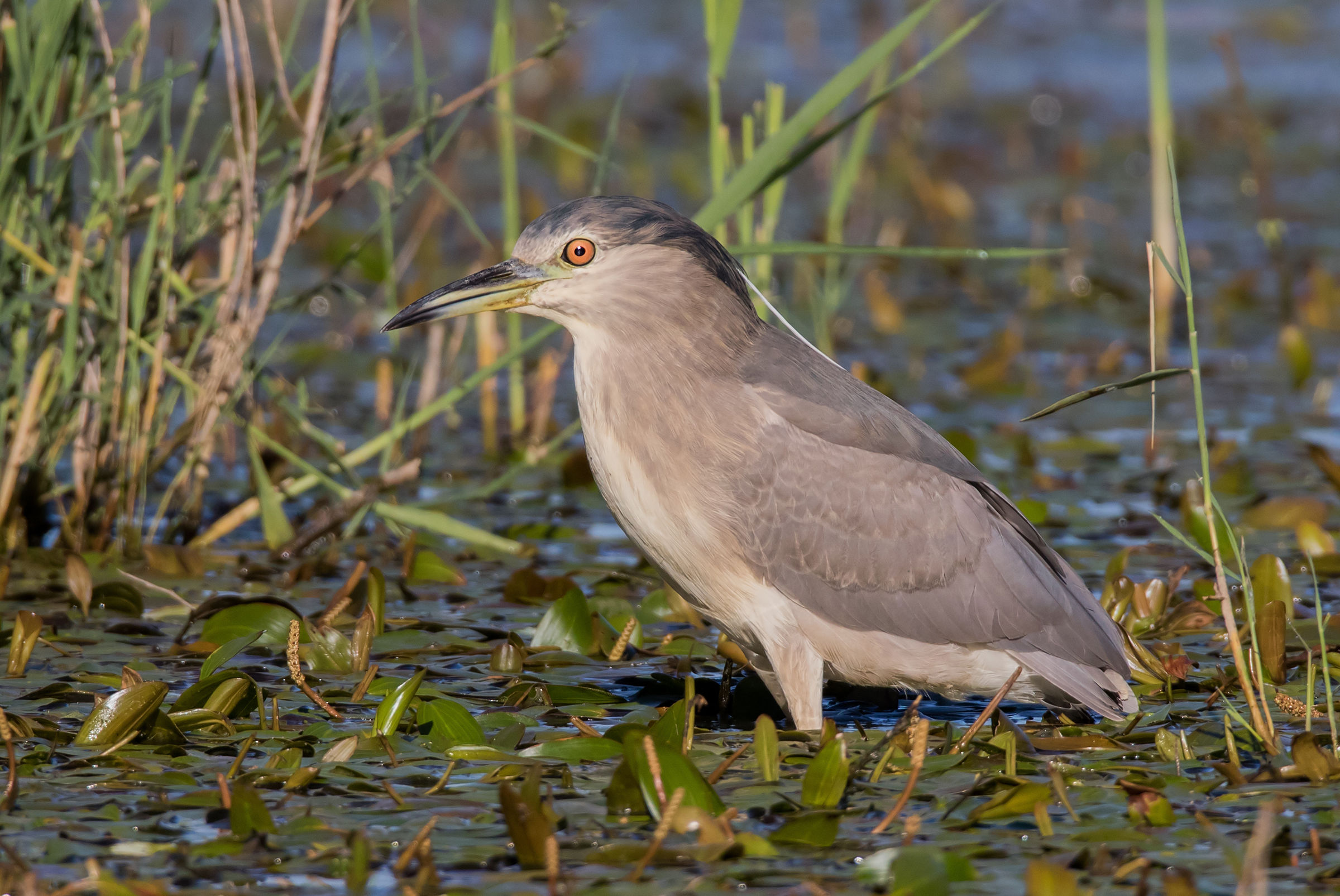 Night Heron