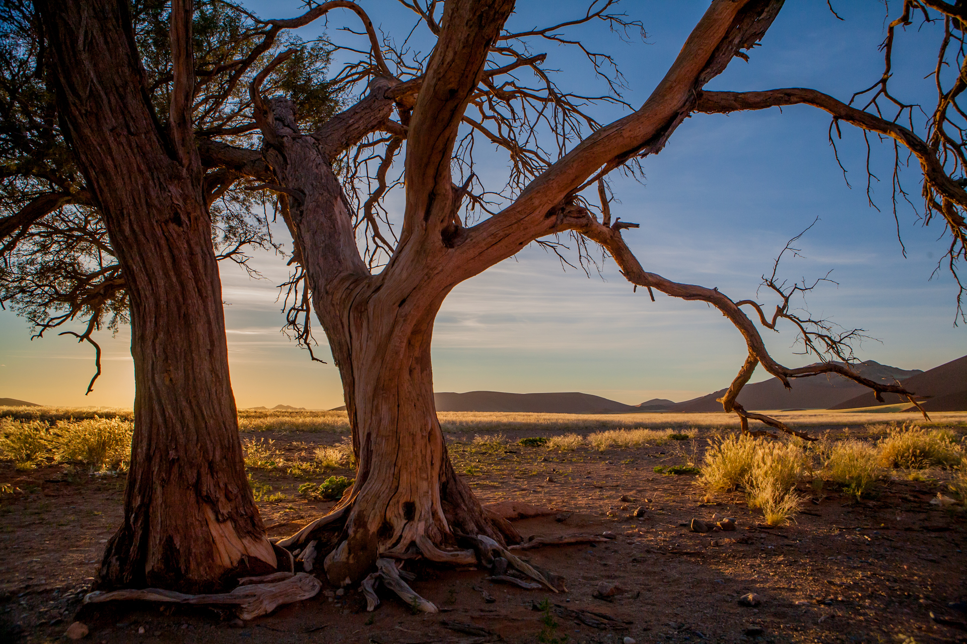Namib Desert