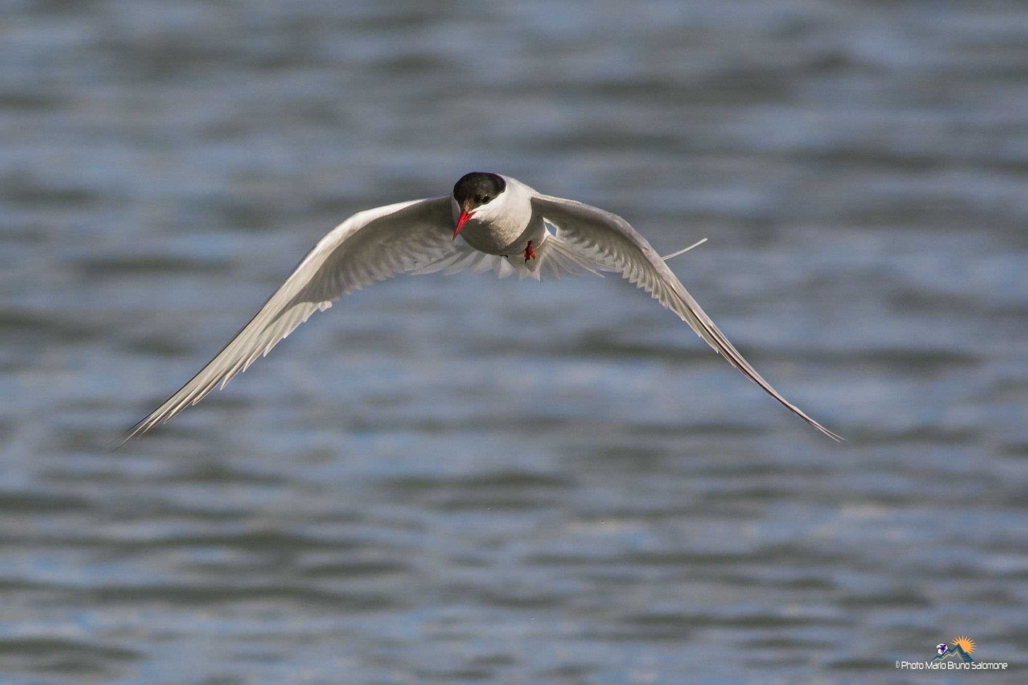 Sterna artica o codalunga.