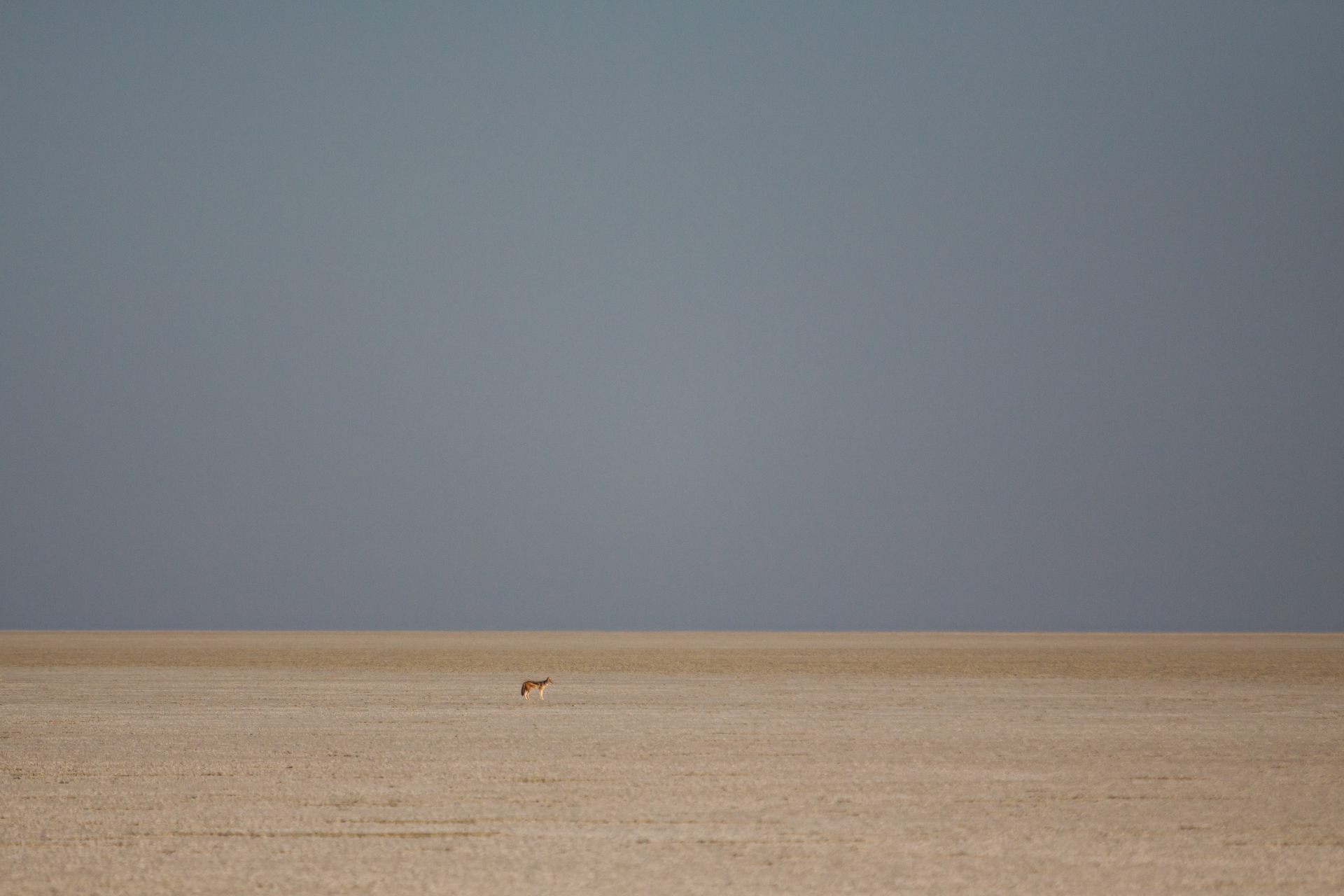 lone jackal in the PAN ...