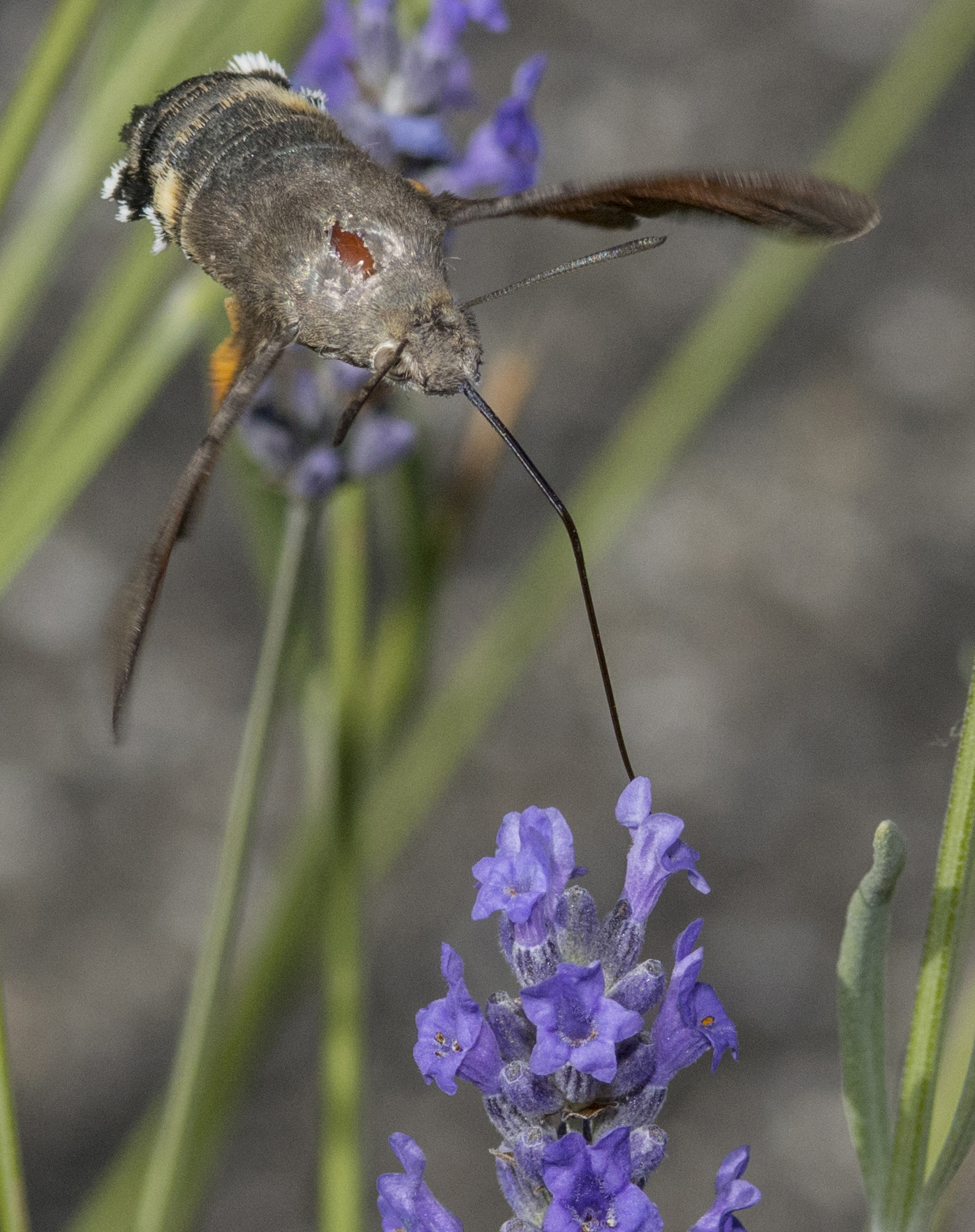 insect hummingbird