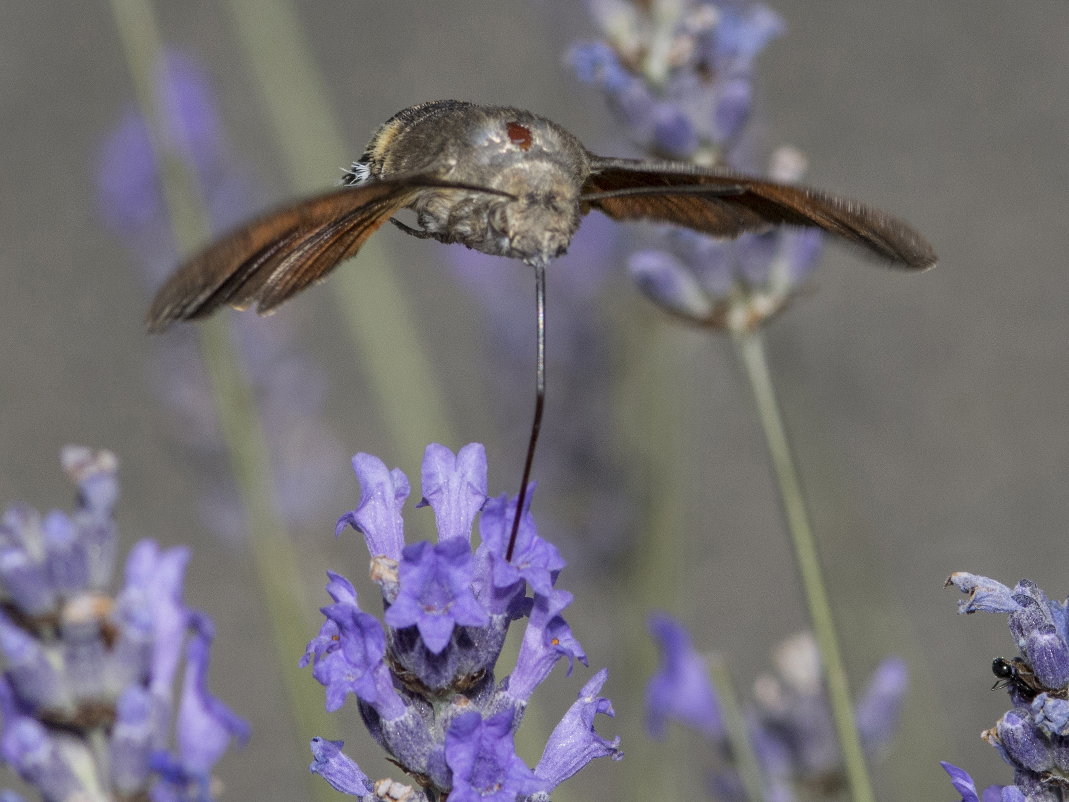 insect hummingbird