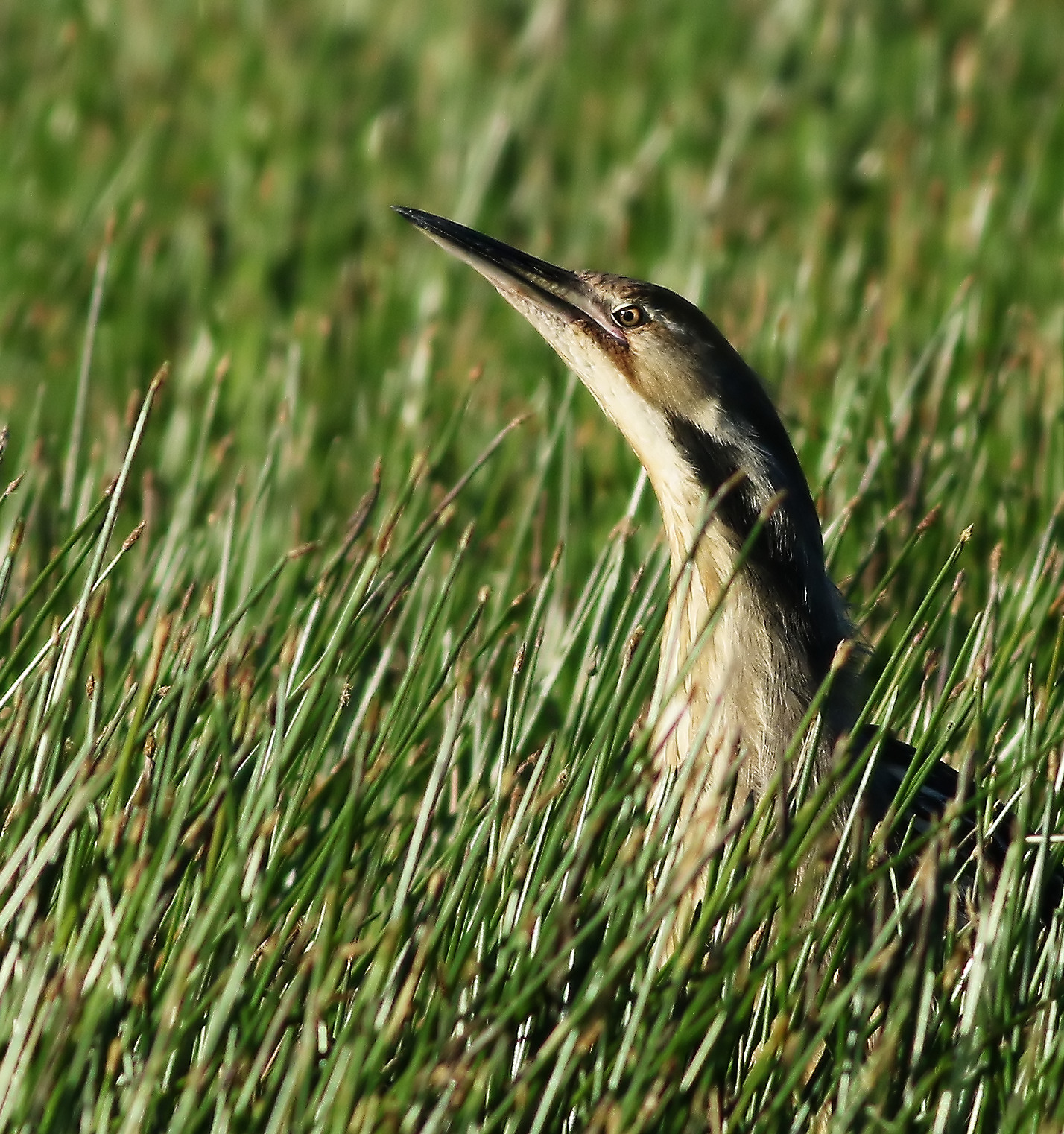 Testa e spalle sopra la Fray