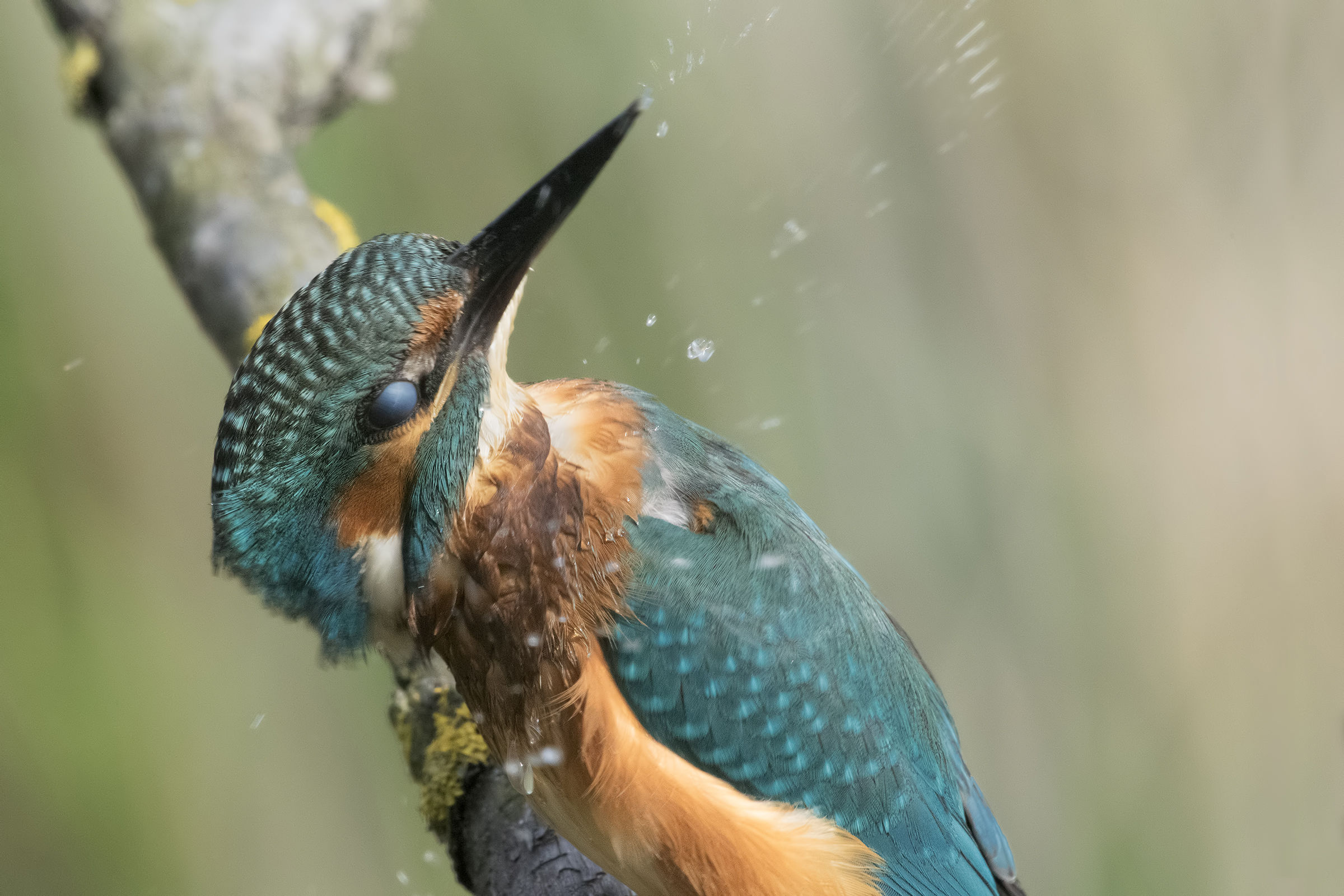 ritratto in movimento