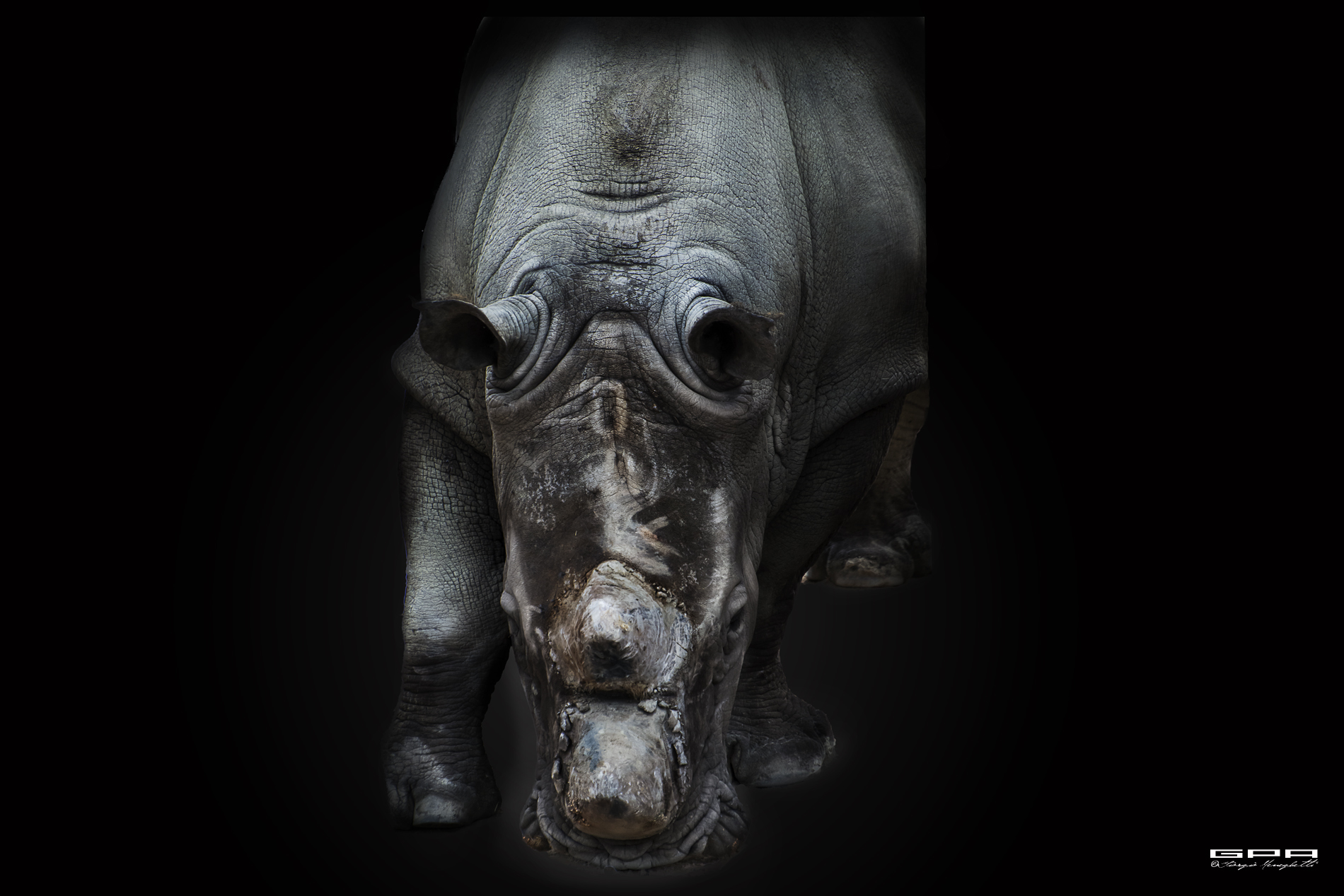 Rhinoceros