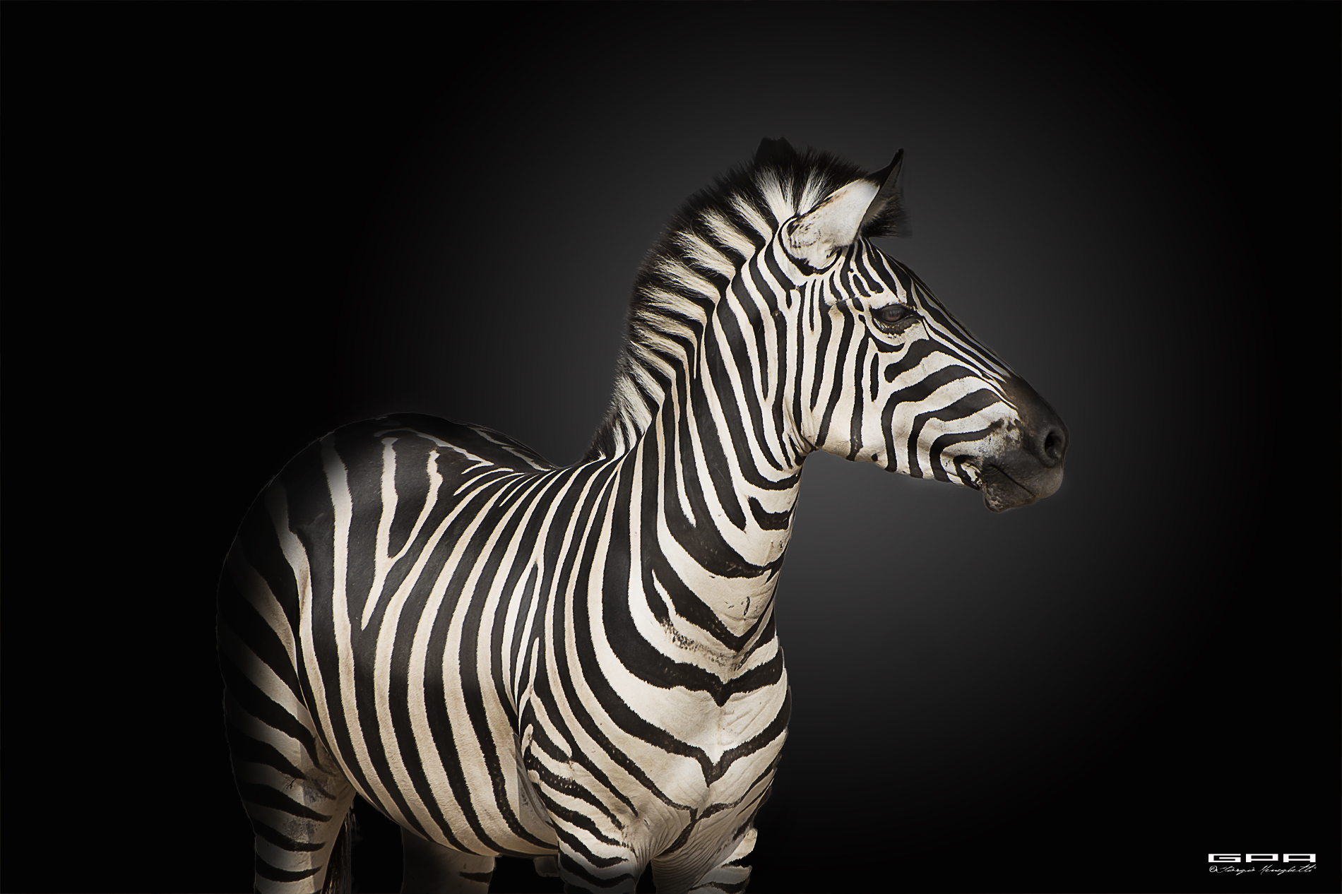 Zebra