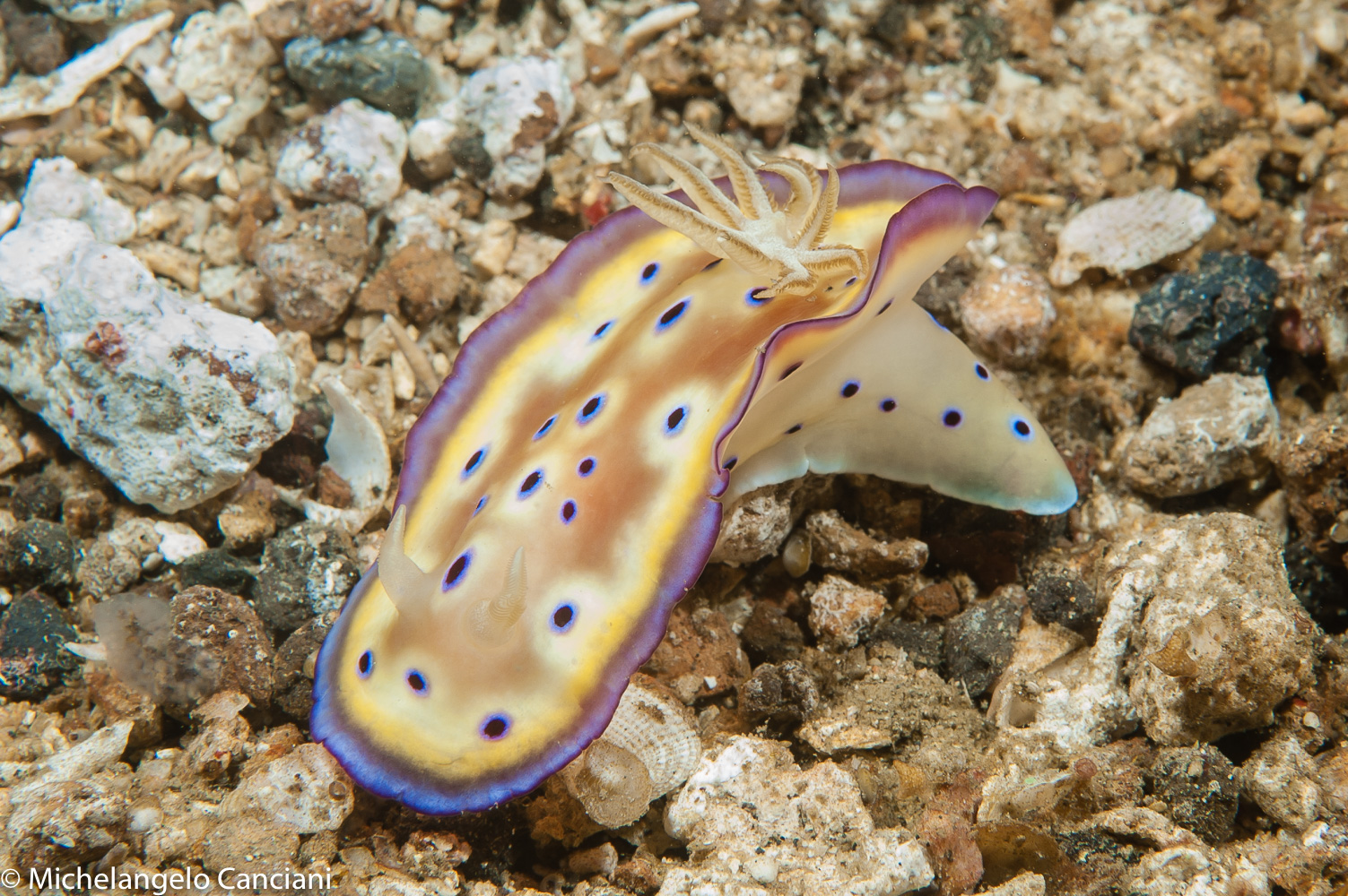 goniobranchus kuniei