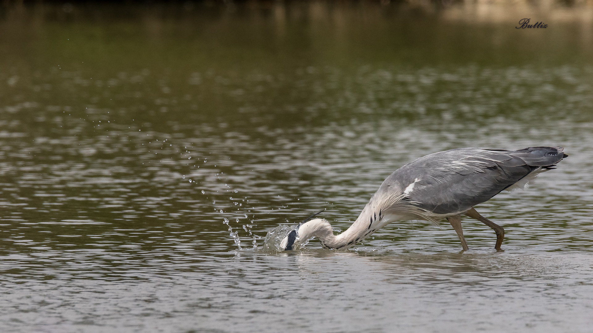 Grey Heron fishing