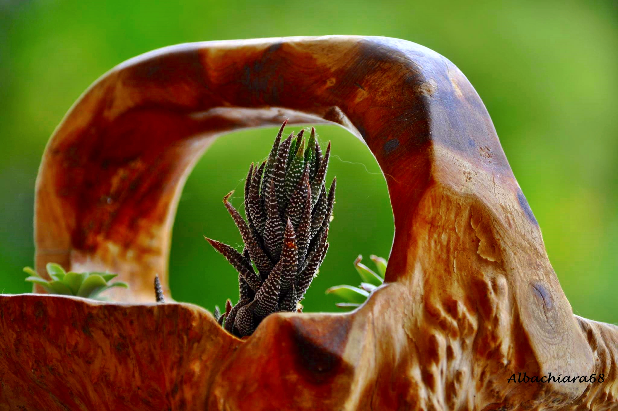 Tutto un mondo in un vaso..