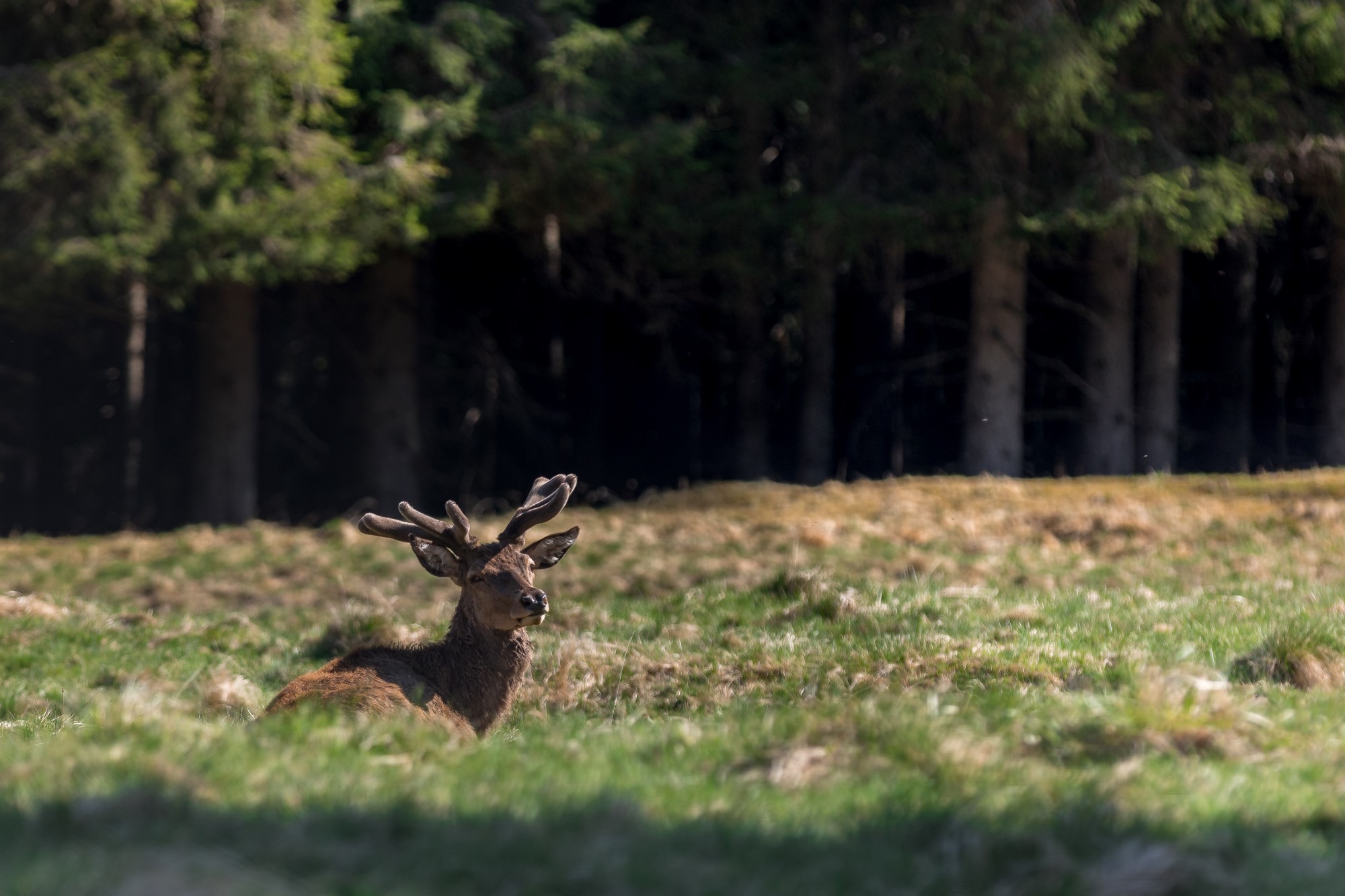 Cervo che riposa