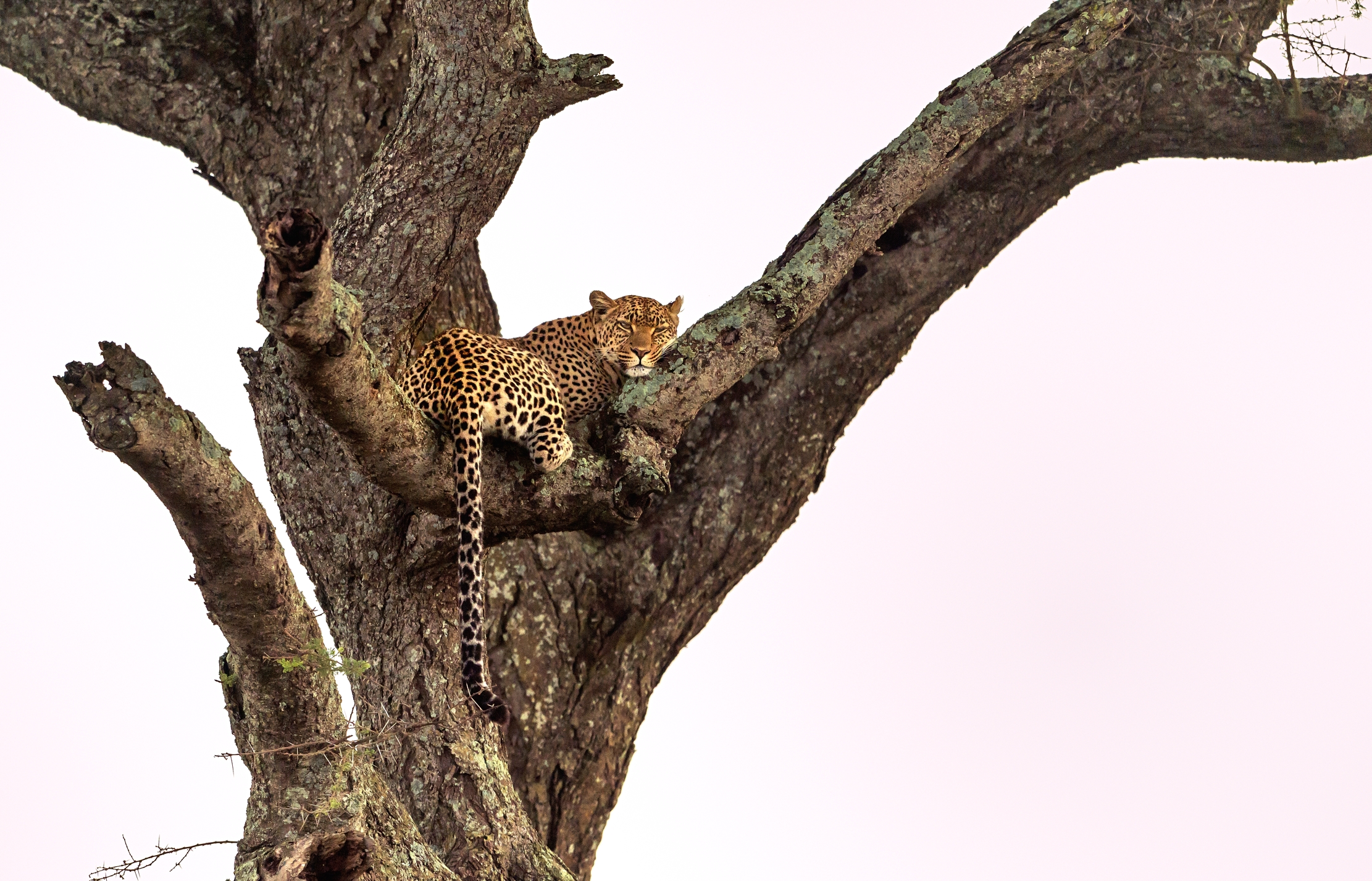 Tanzania 2016 - Serengeti