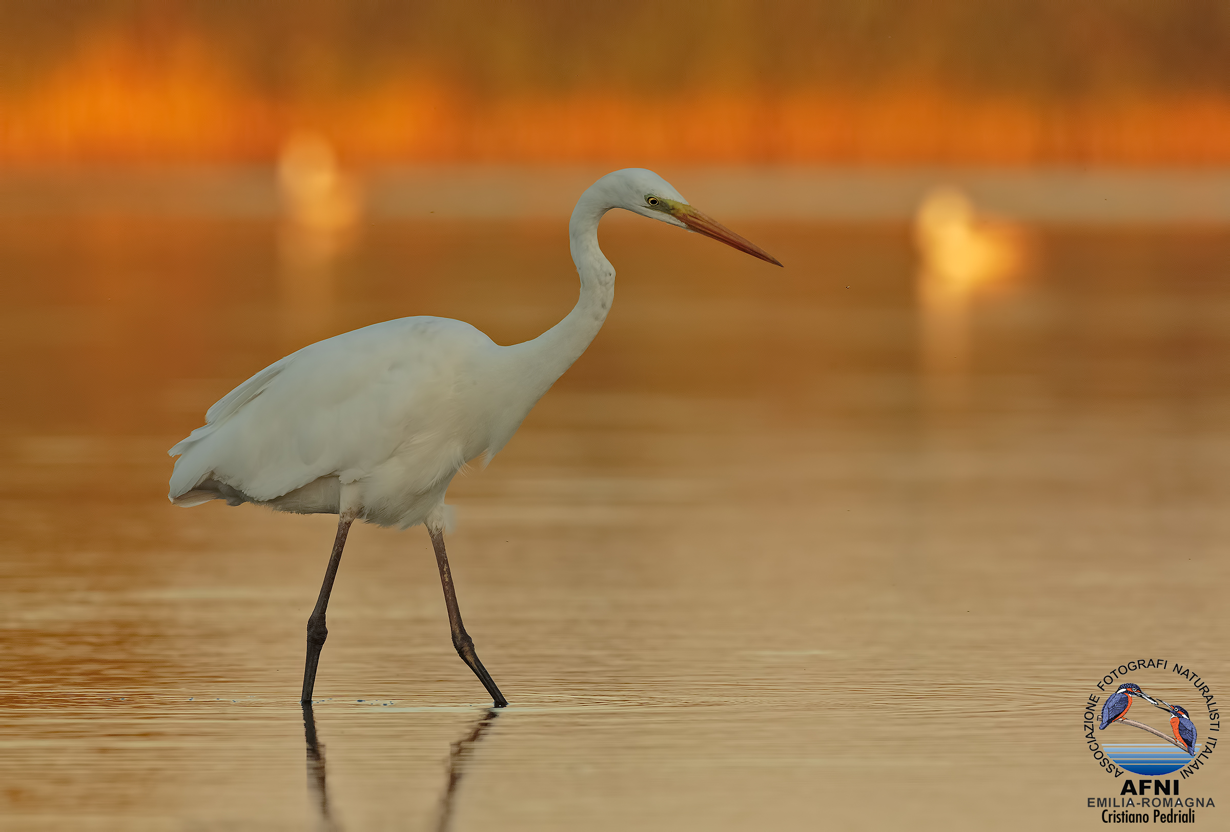 Bianco Maggiore alle ultime luci..