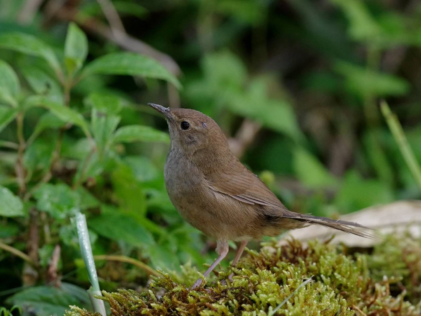 Taiwan Bush-verdognola