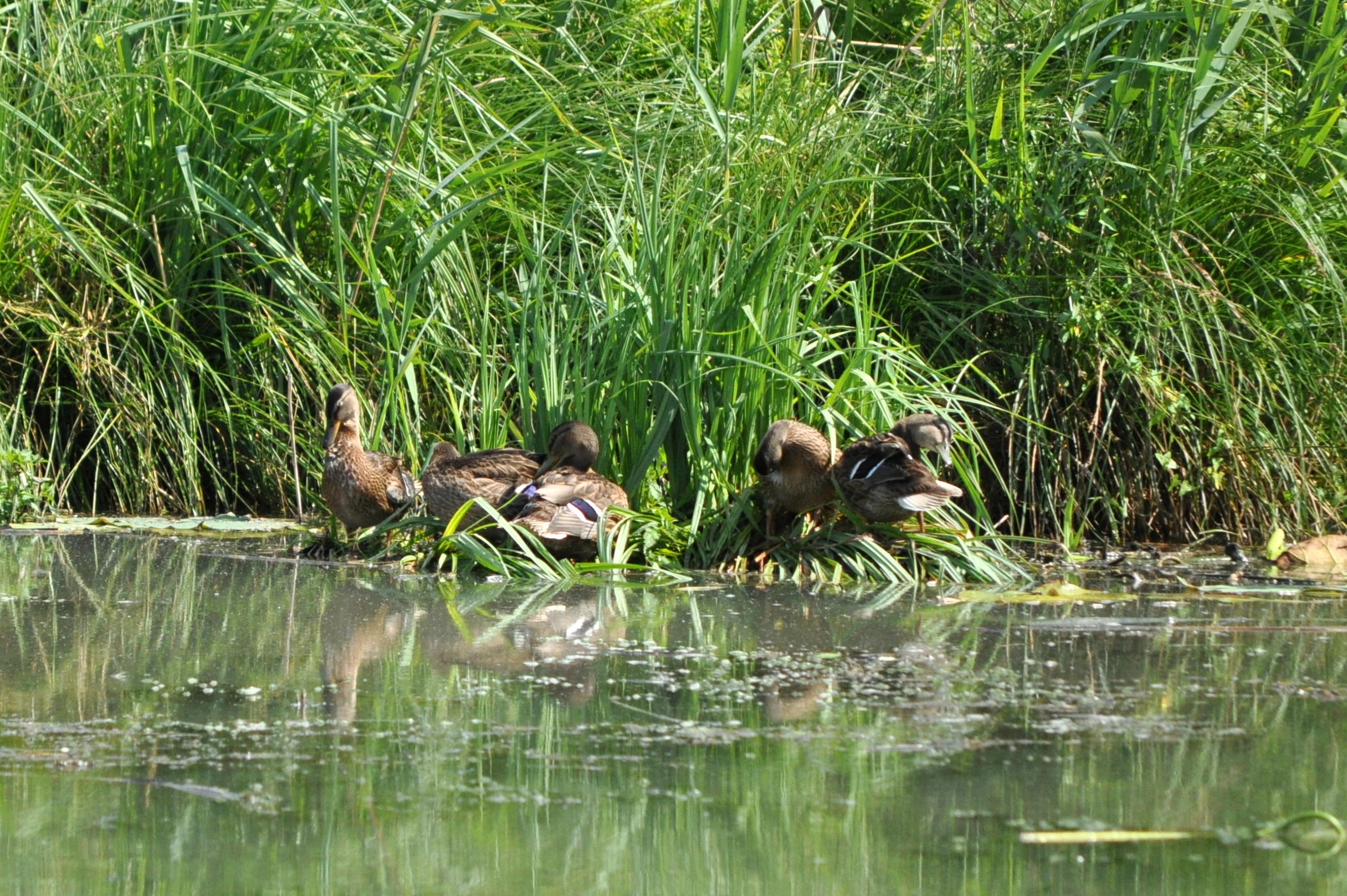 anatre in chiacchere