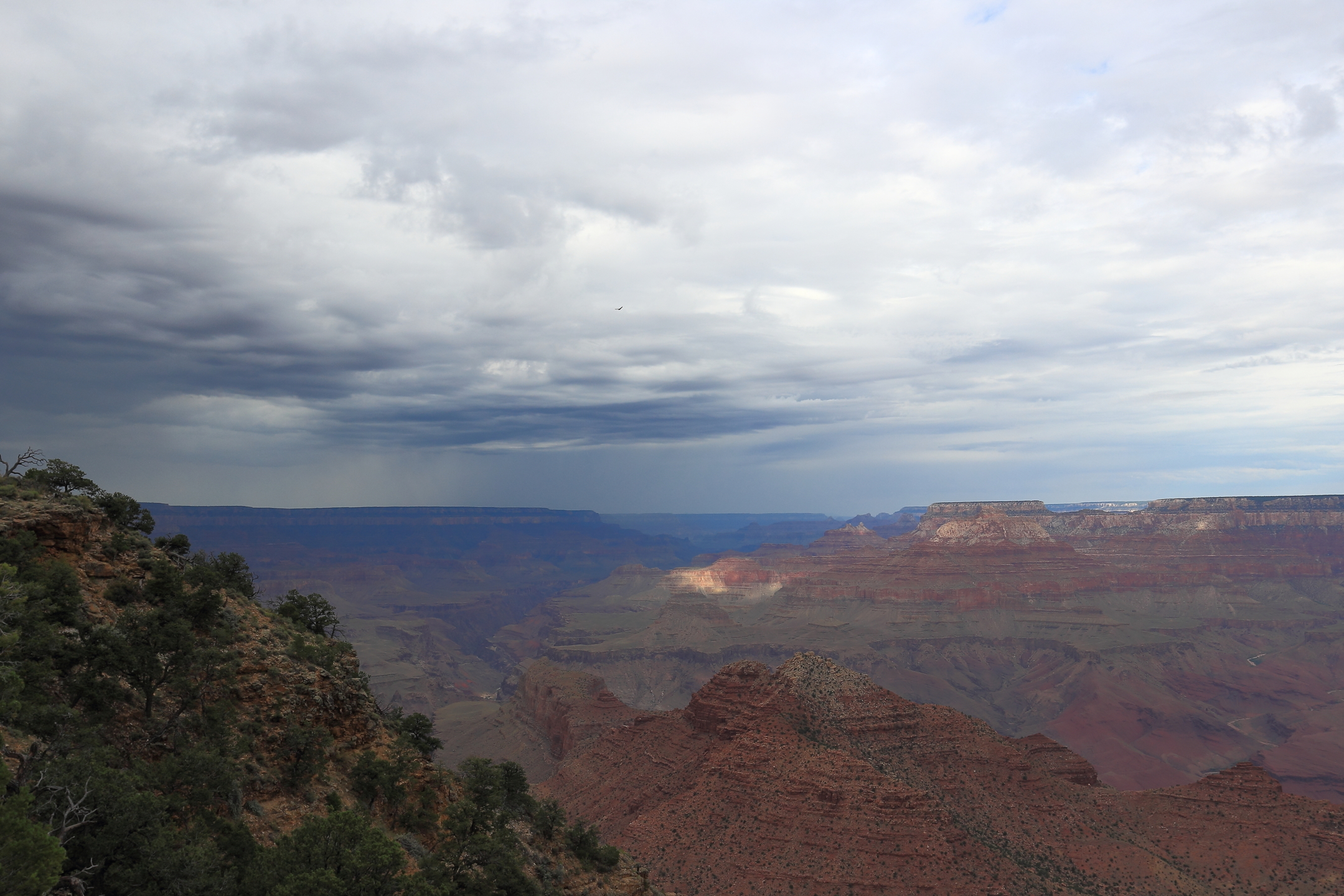 california condor, it seems, flies over the grand canyon ..