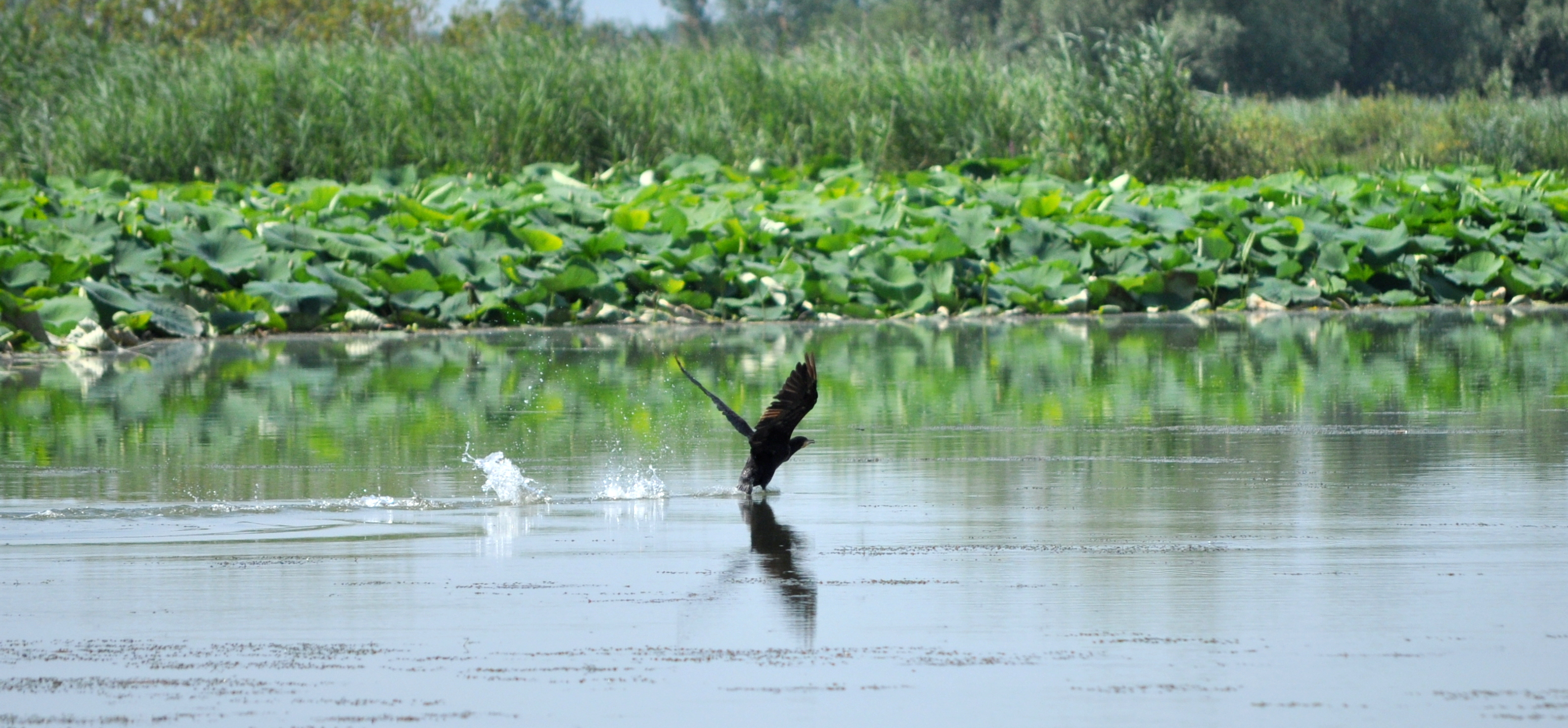 cormorano in azione
