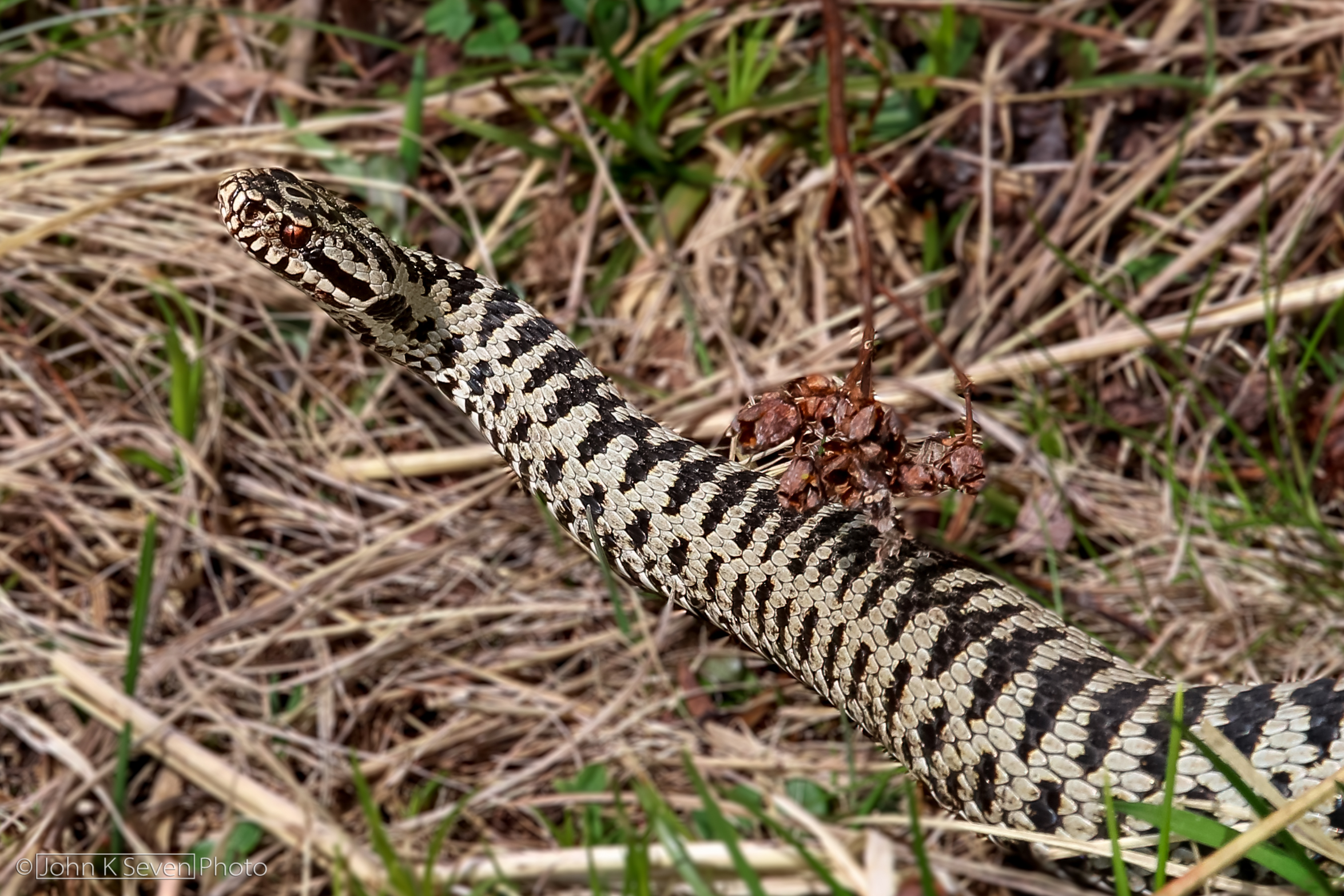 Vipera Marasso