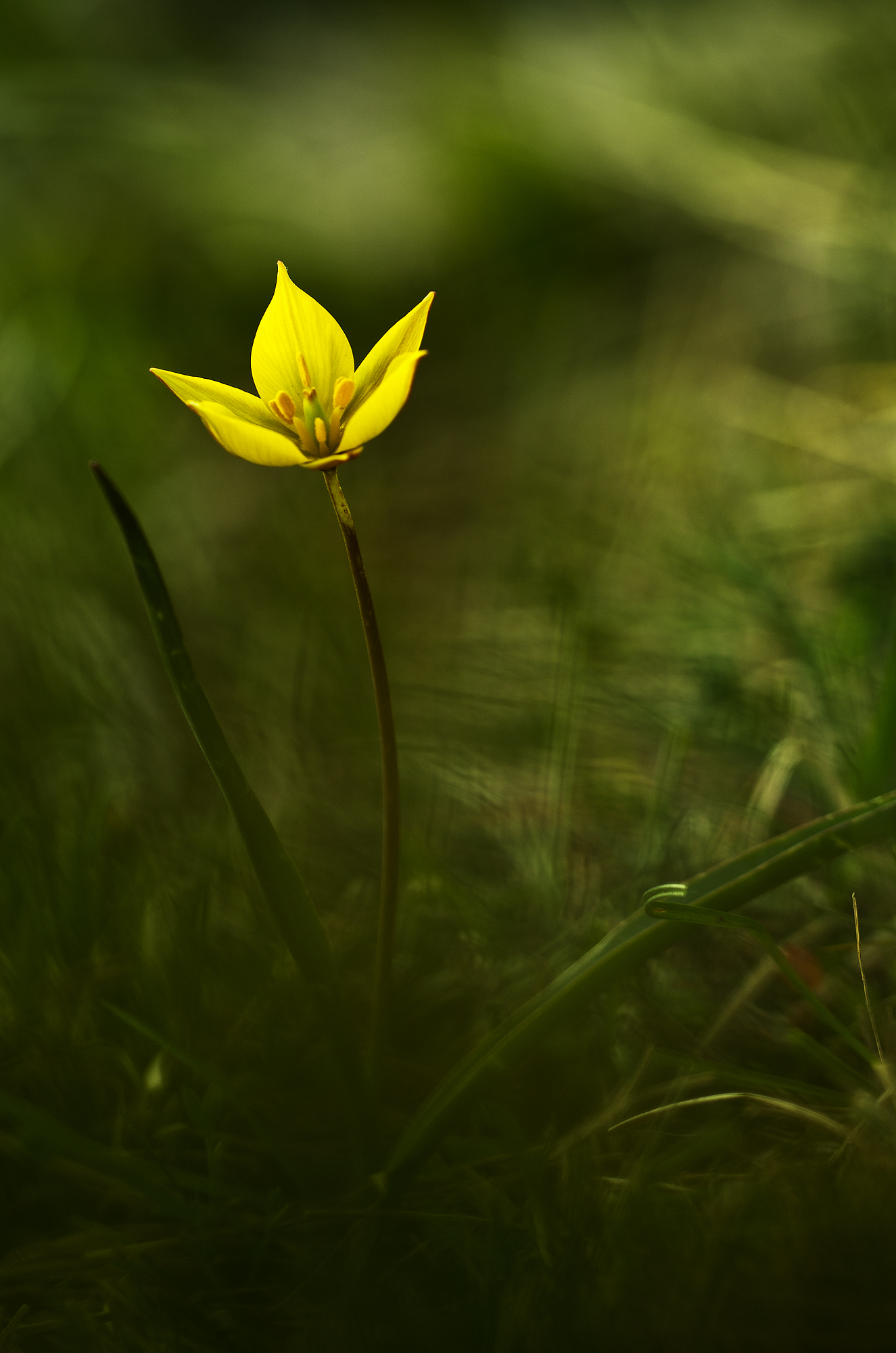 Tulipa sylvestris L. - Liliaceae