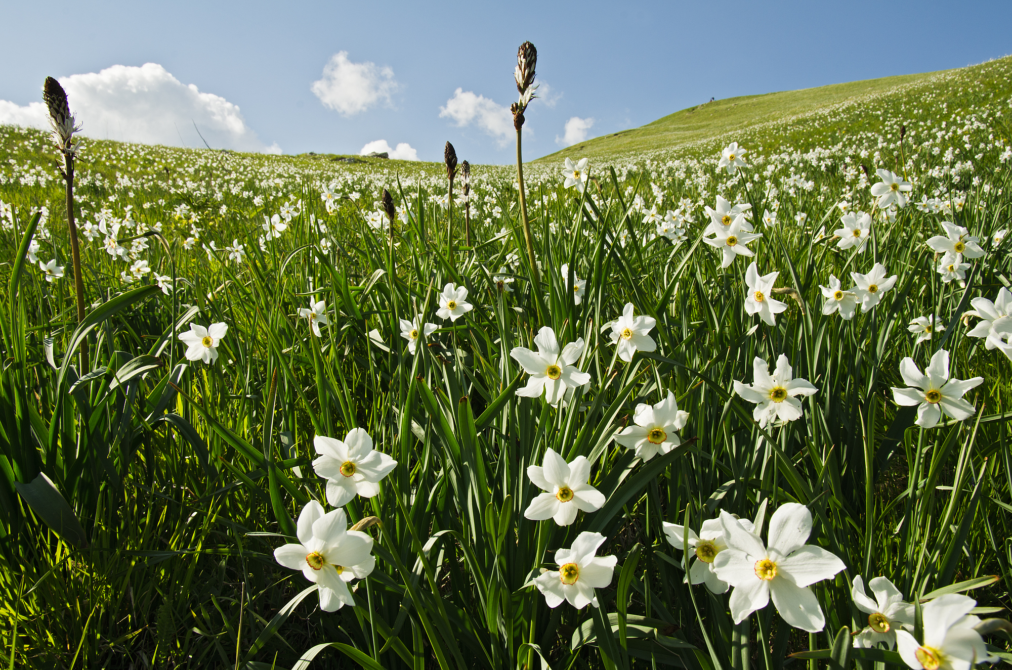 Daffodils of Mount Cross