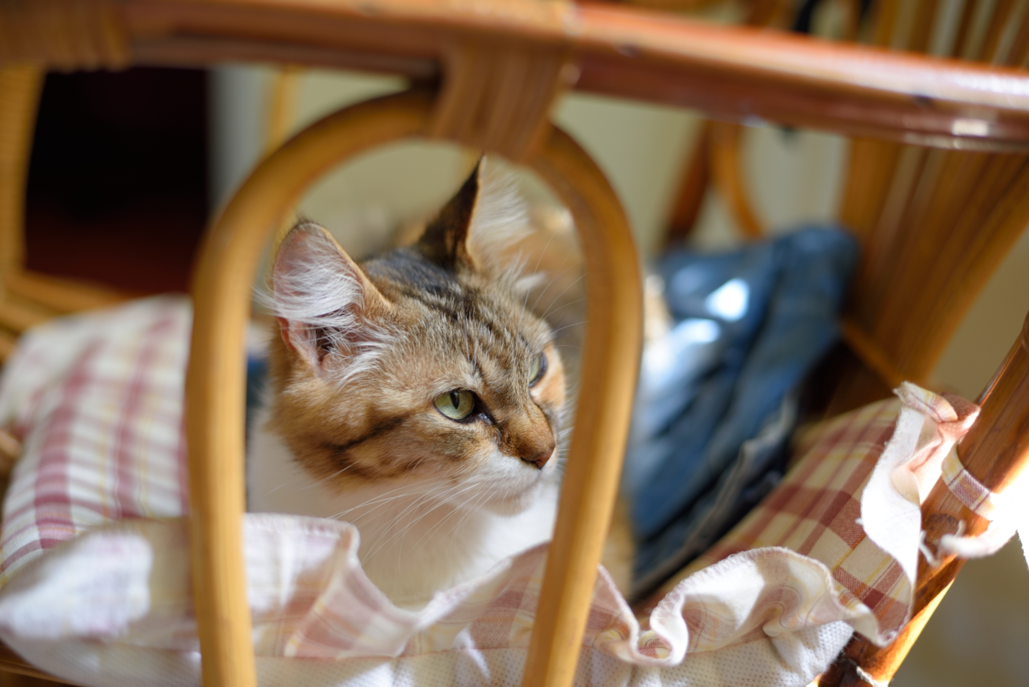 Portrait of my cat Ya 'Ya'