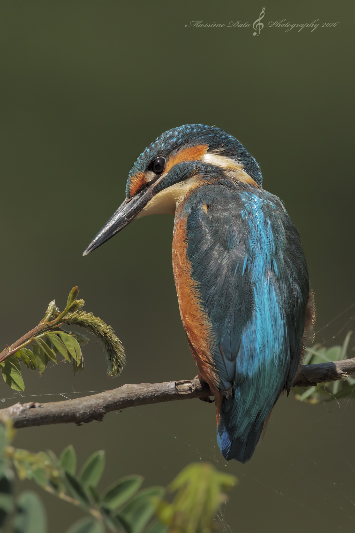 Kingfisher