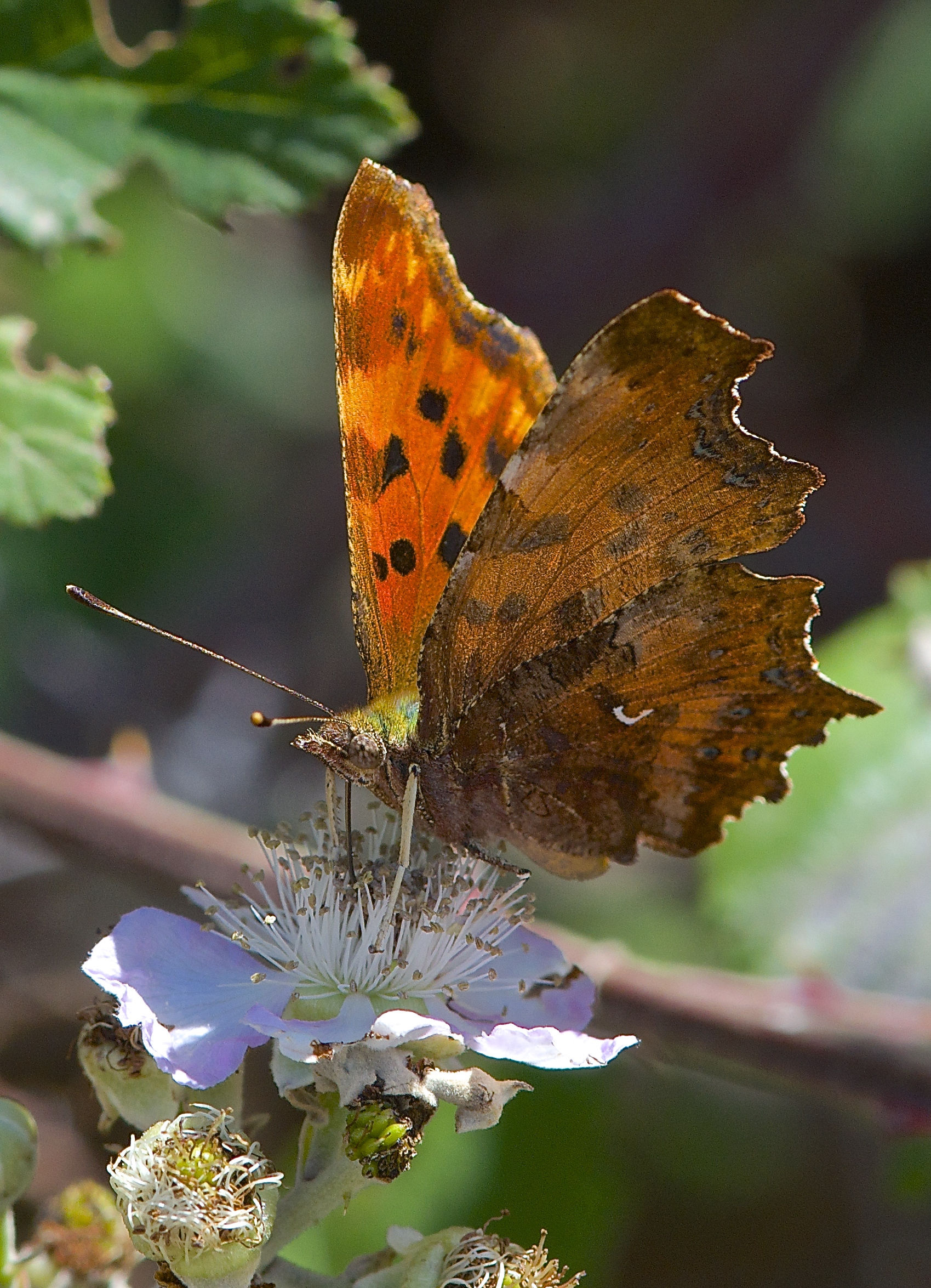 Polygonia c-album