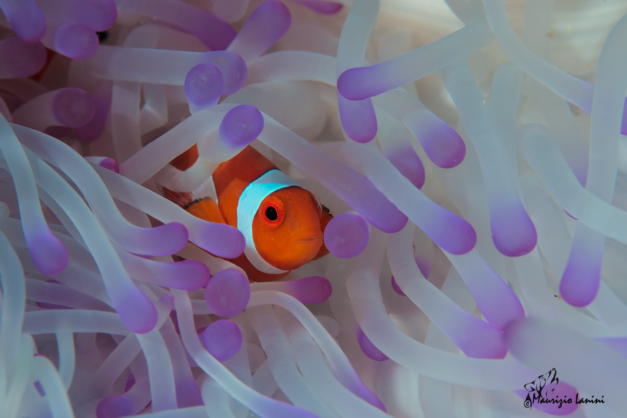 Ice purple tips (HD)