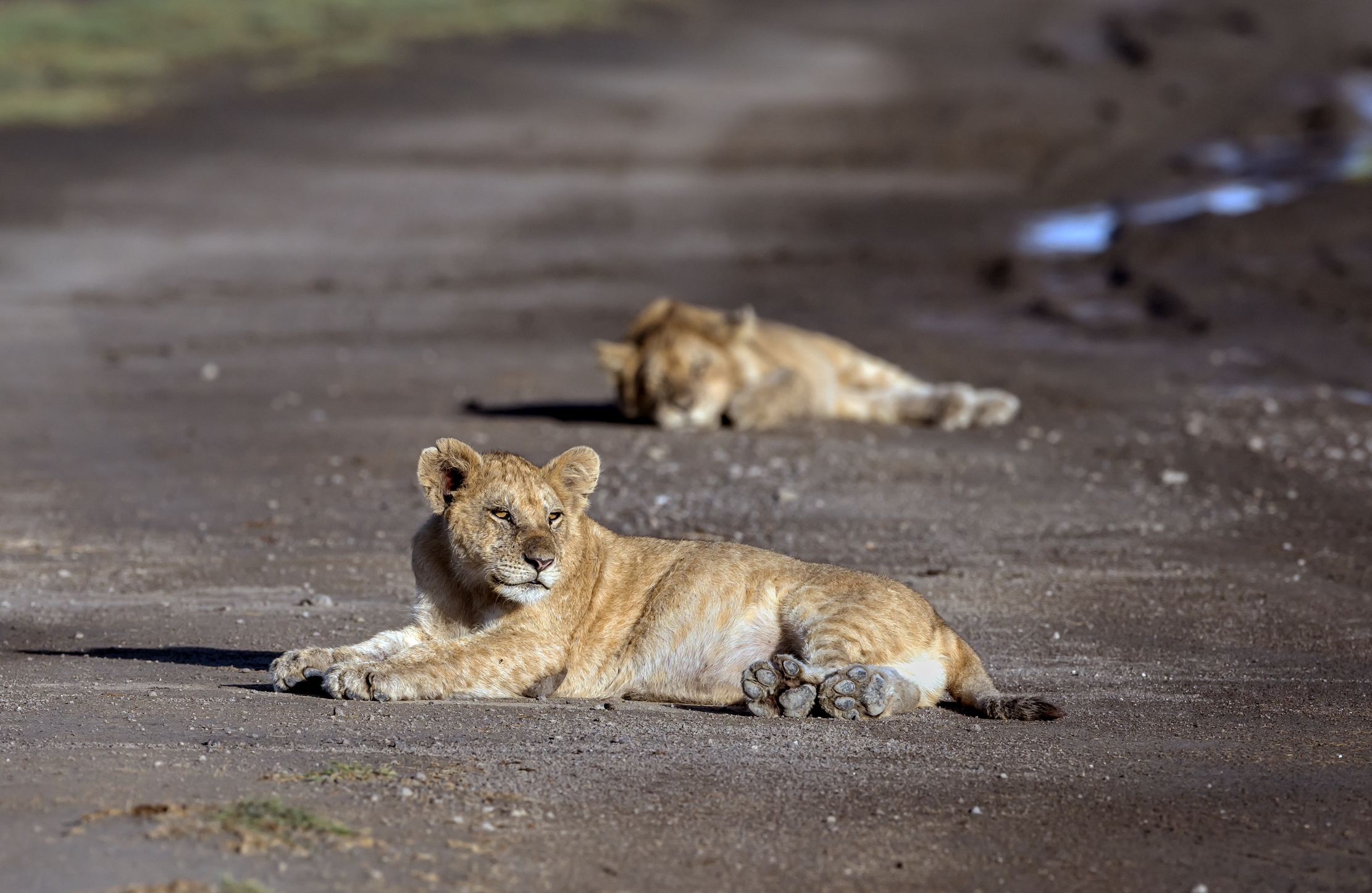 Tanzania 2016 - Alle prime luci del mattino