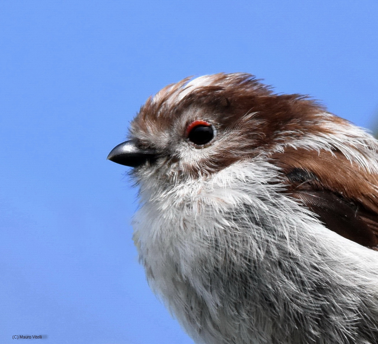 Long-tailed Tit (portrait)