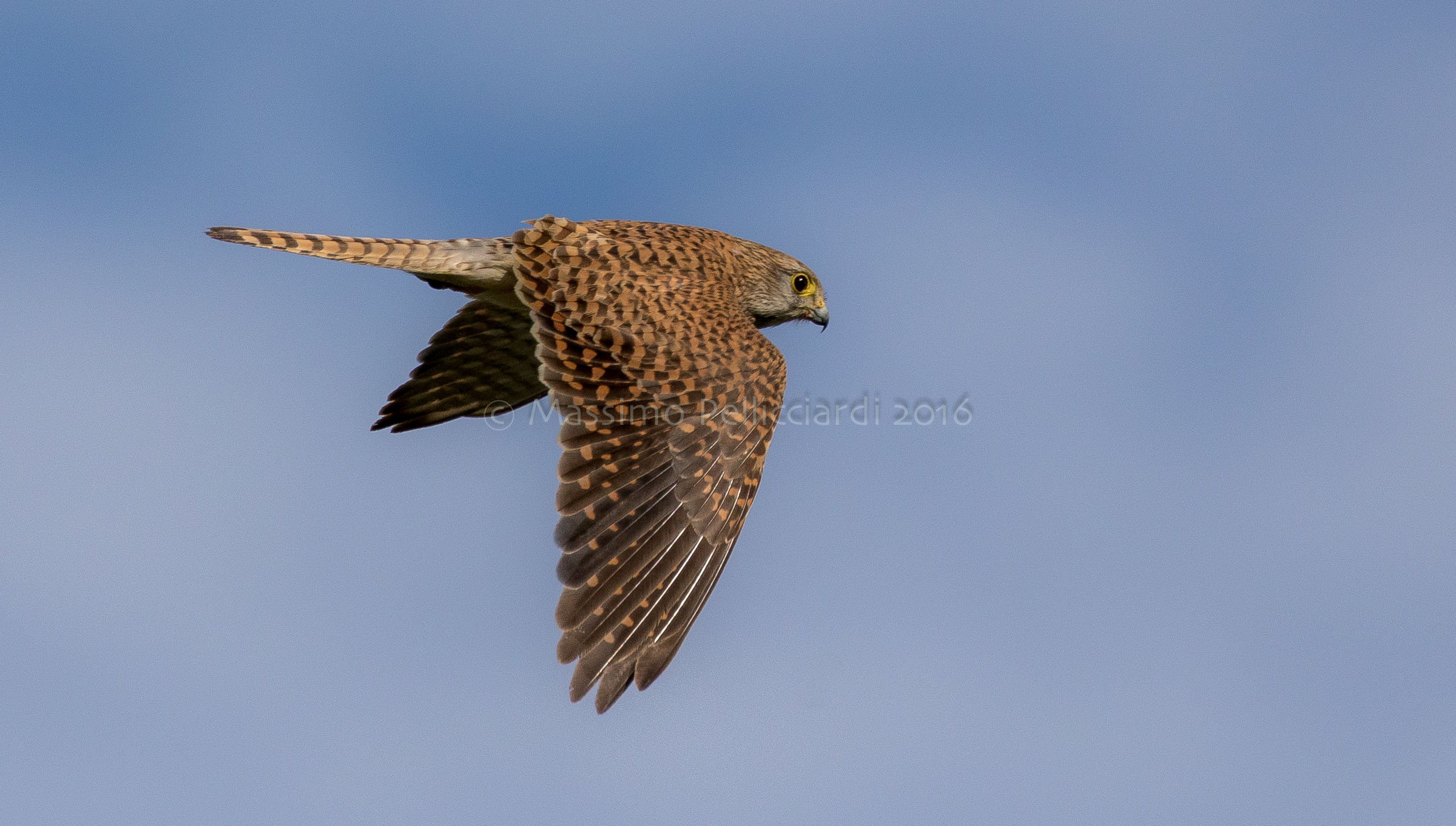 volo di osservazione