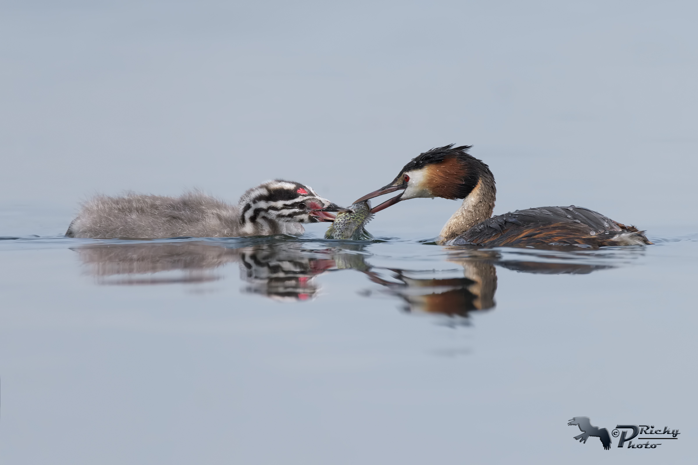 Devi crescere figliolo !