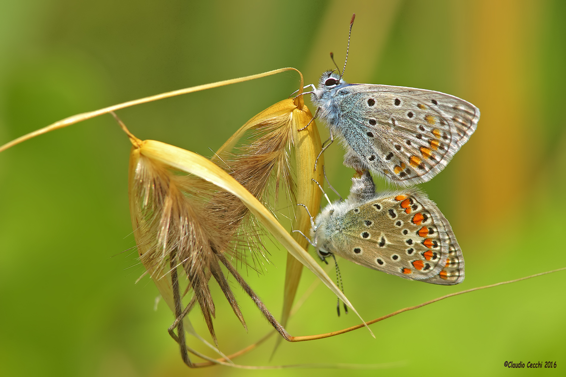 Butterflies mating