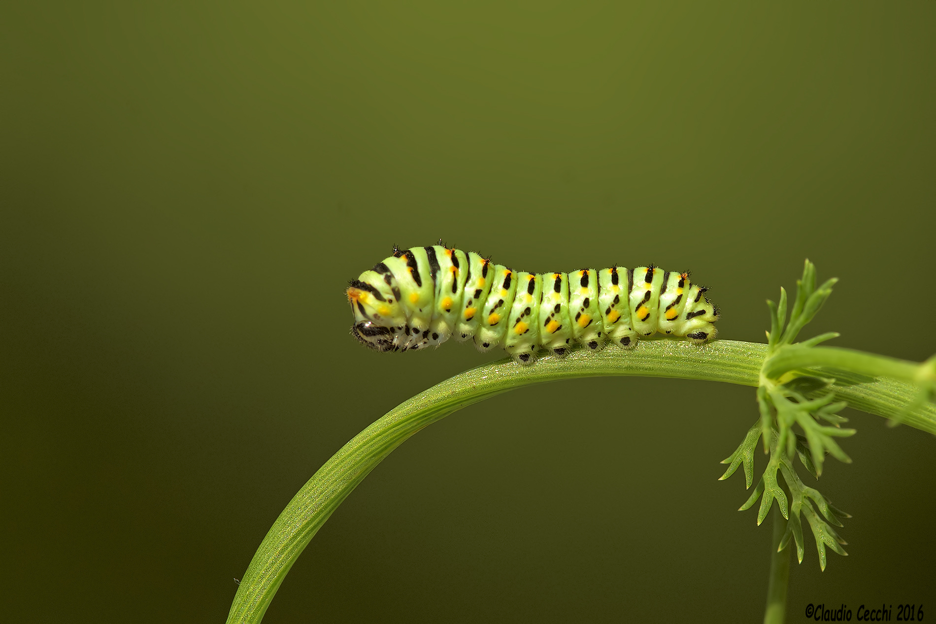 Caterpillar of the swallowtail