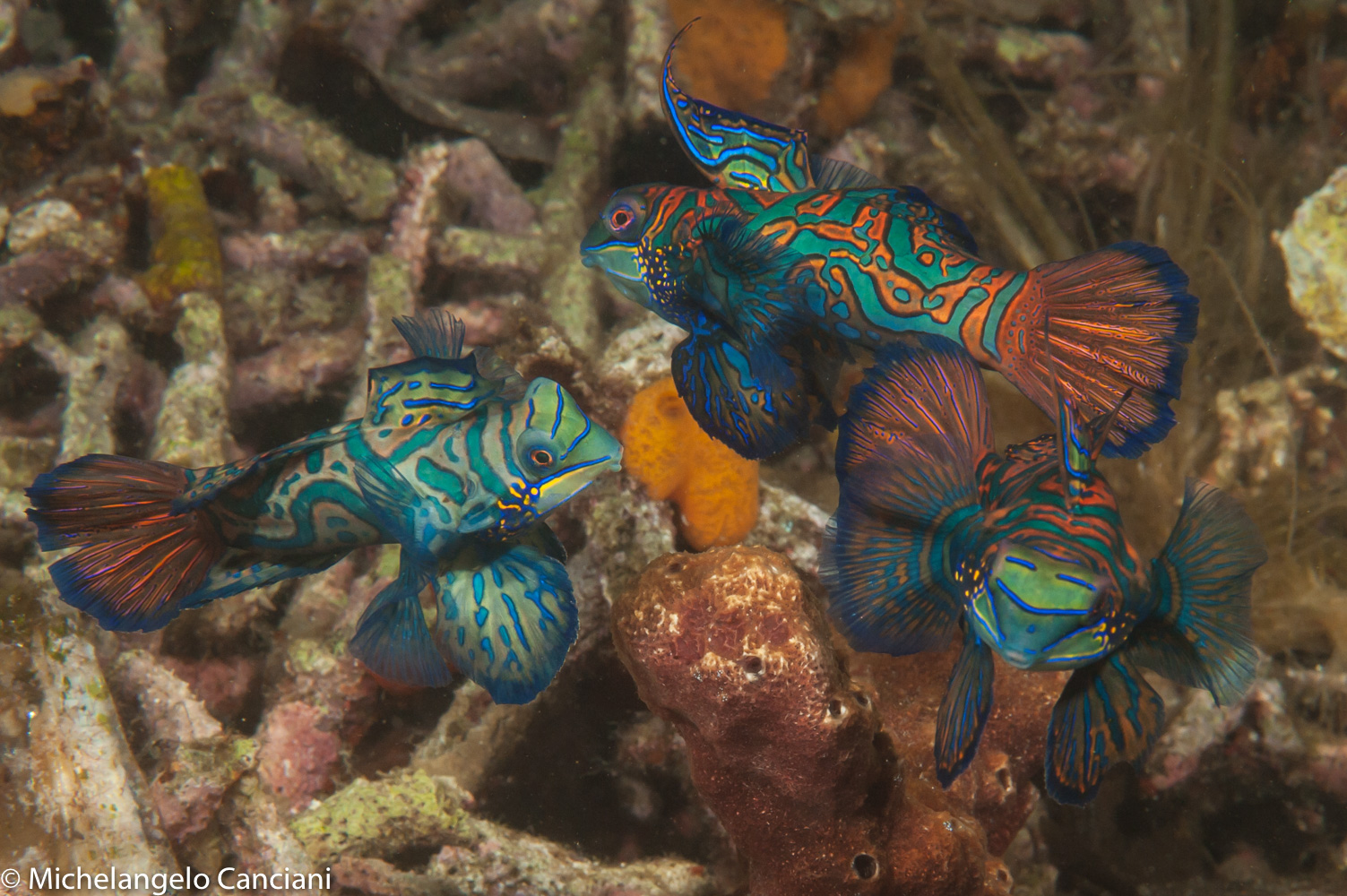 synchiropus splendidus