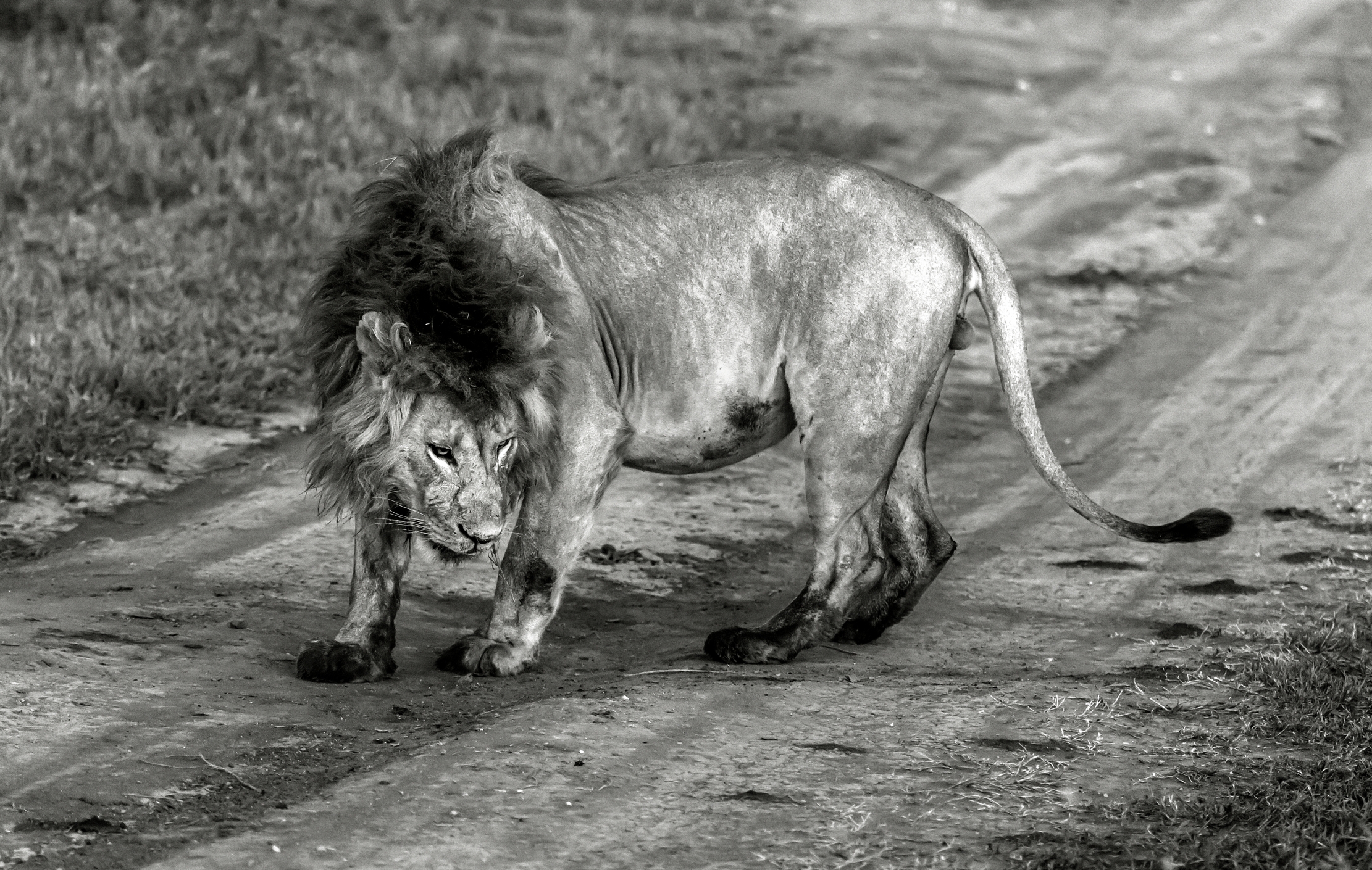 Tanzania 2016 - Lion