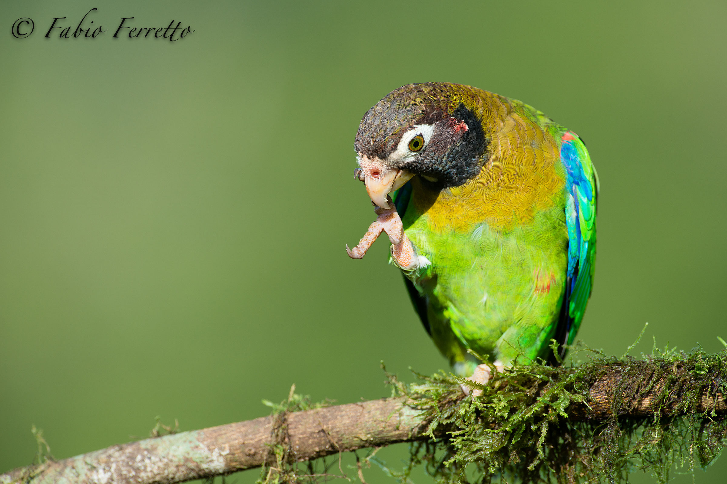 Brown-hooded Parrot