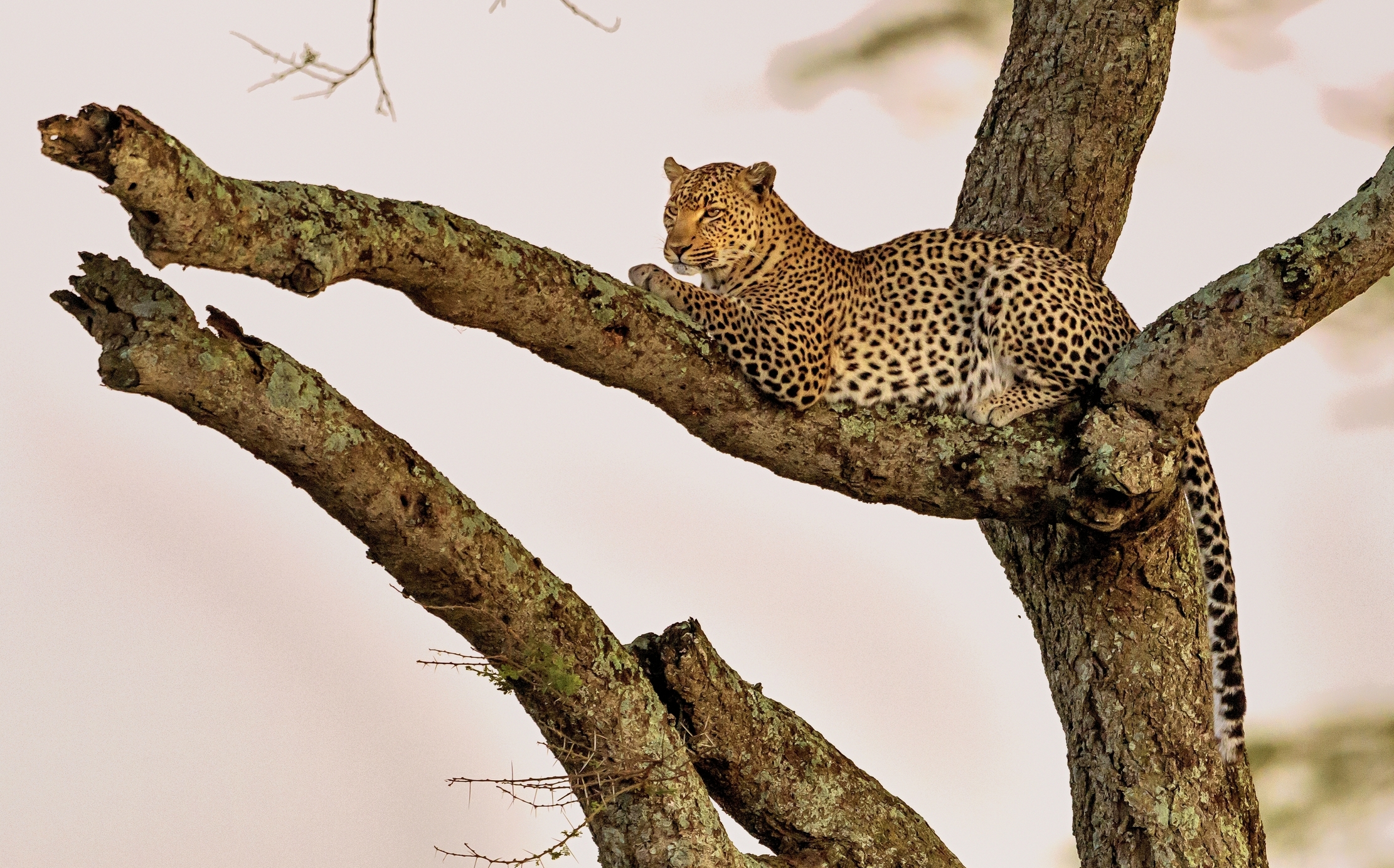 Tanzania 2016 - Leopard