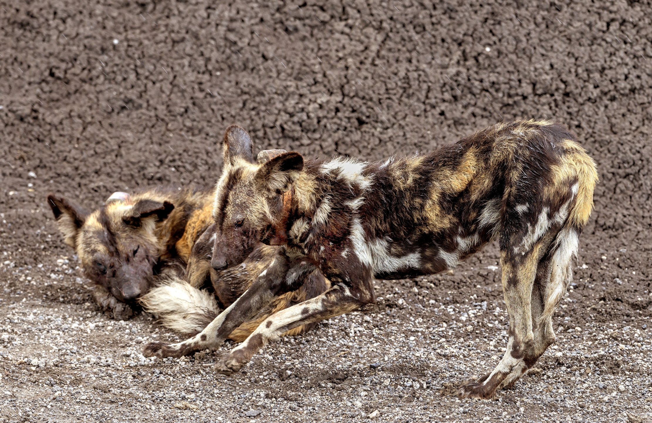 Tanzania 2016 - Licaoni