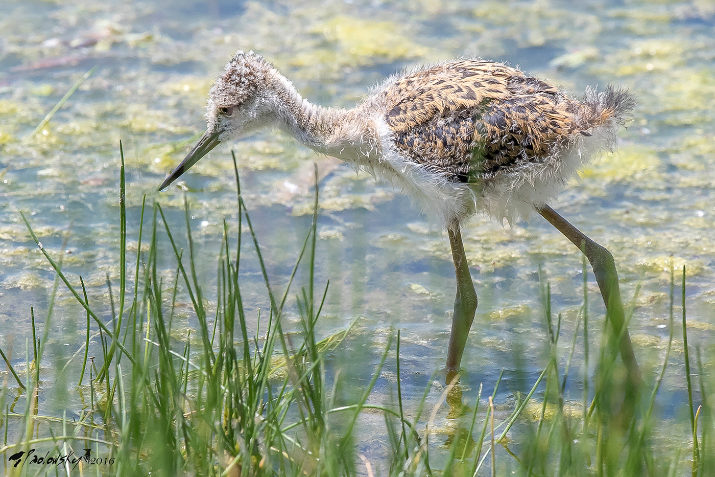 Pullo di cavaliere d'Italia