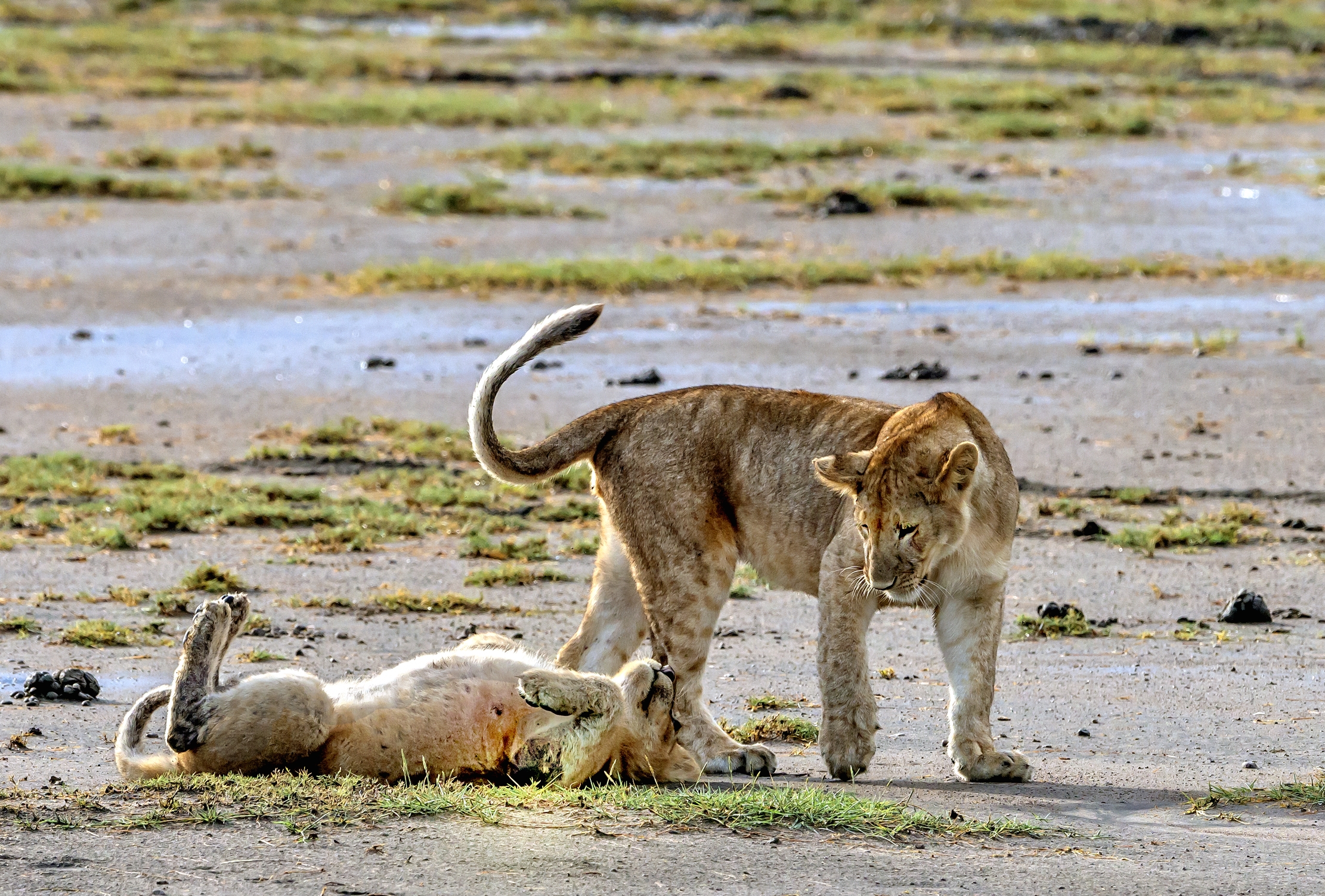 Tanzania 2016 - A Ndutu