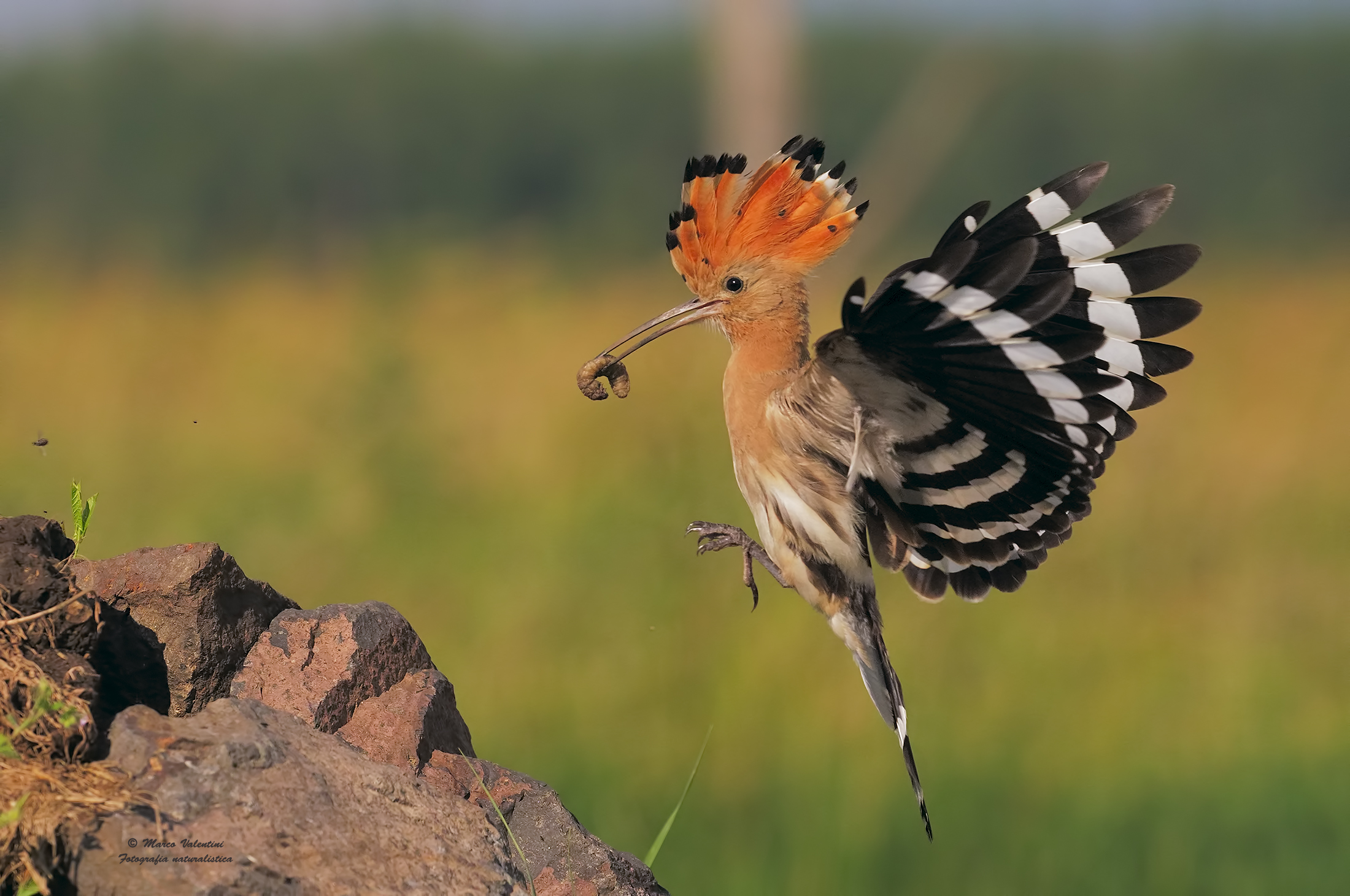 Hoopoe with larva