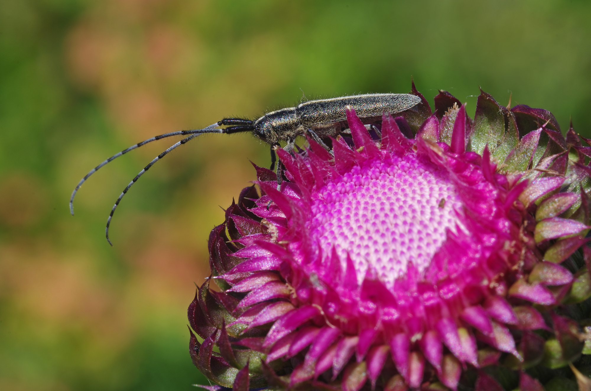 Cerambice of thistle