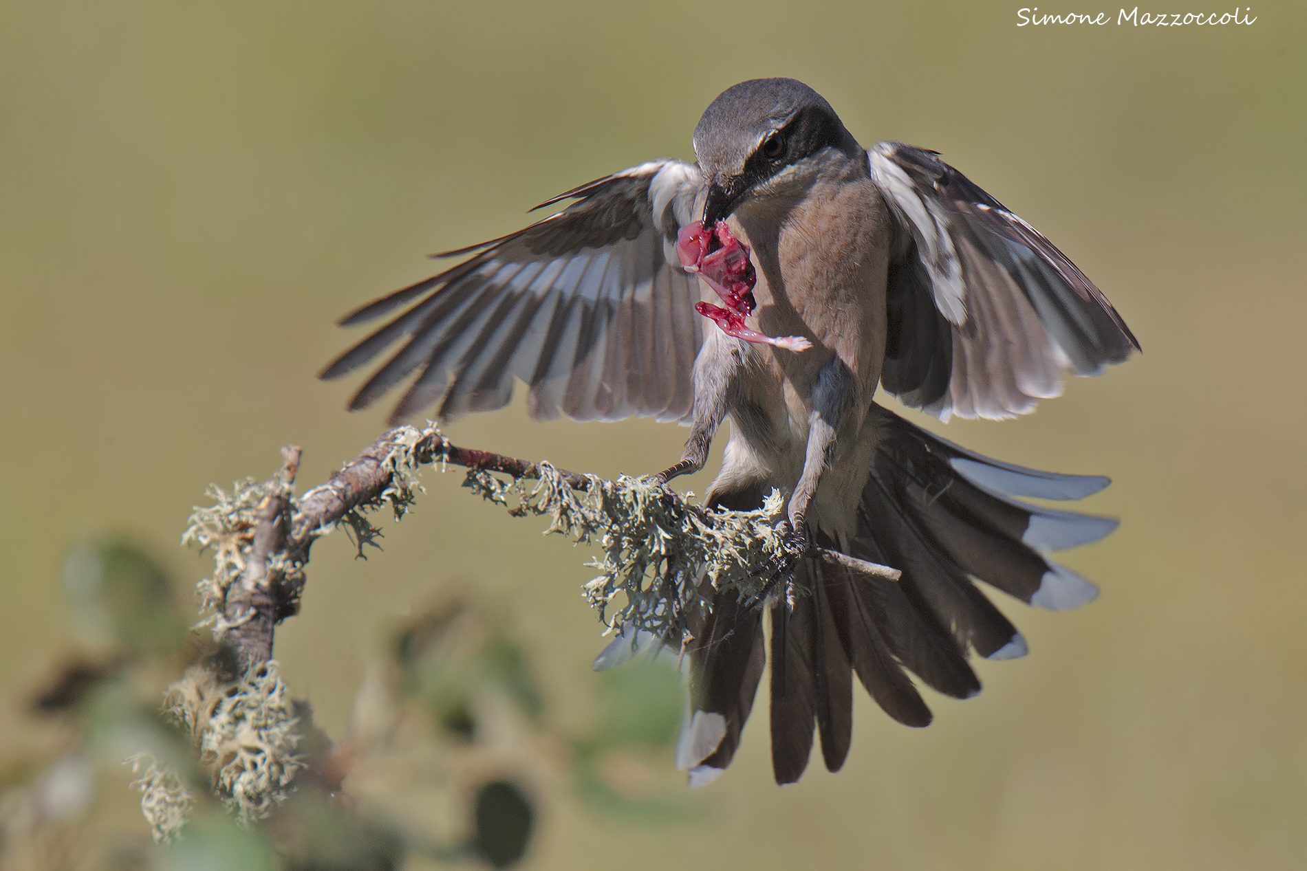 Southern Grey Shrike