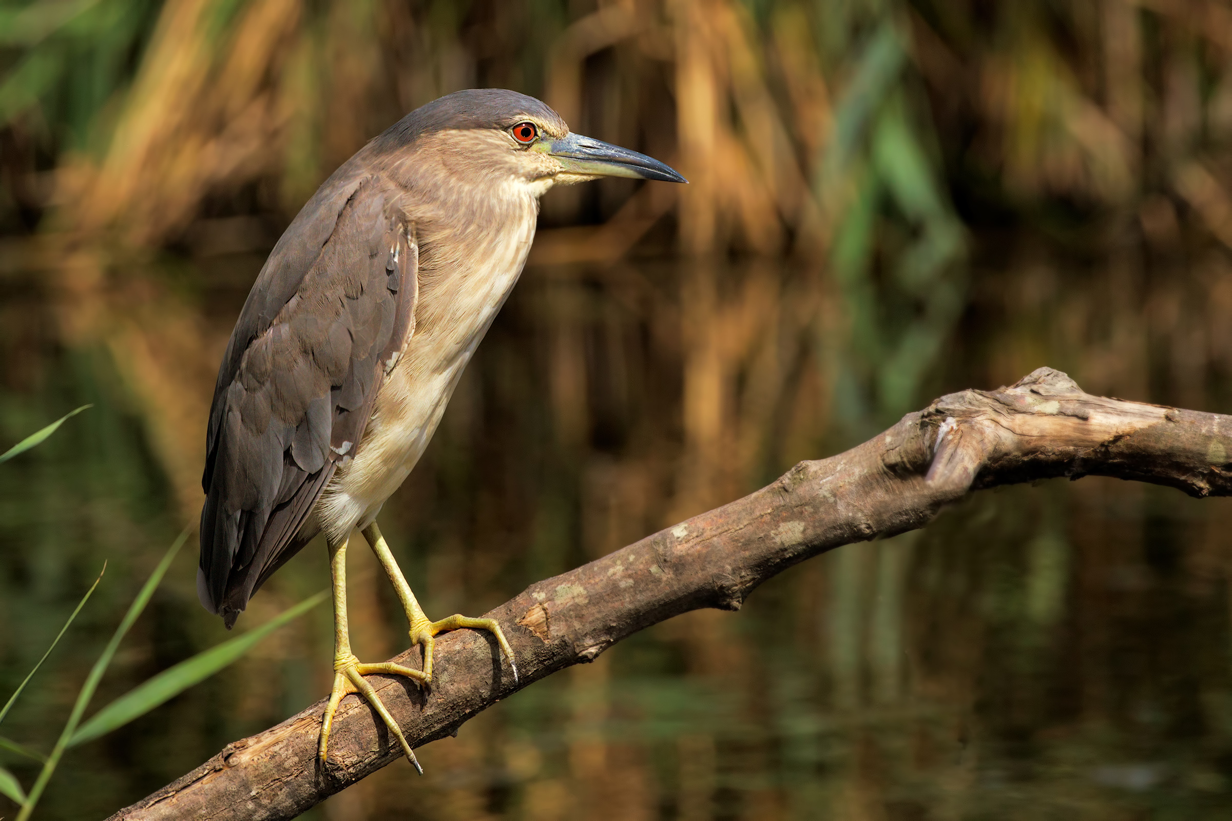 Night Heron