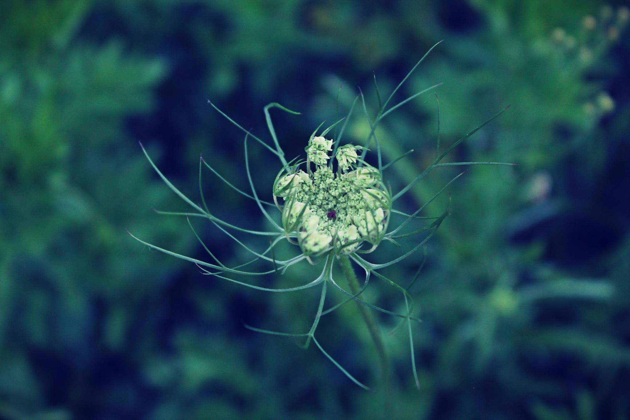 La bellezza di un semplice fiore...